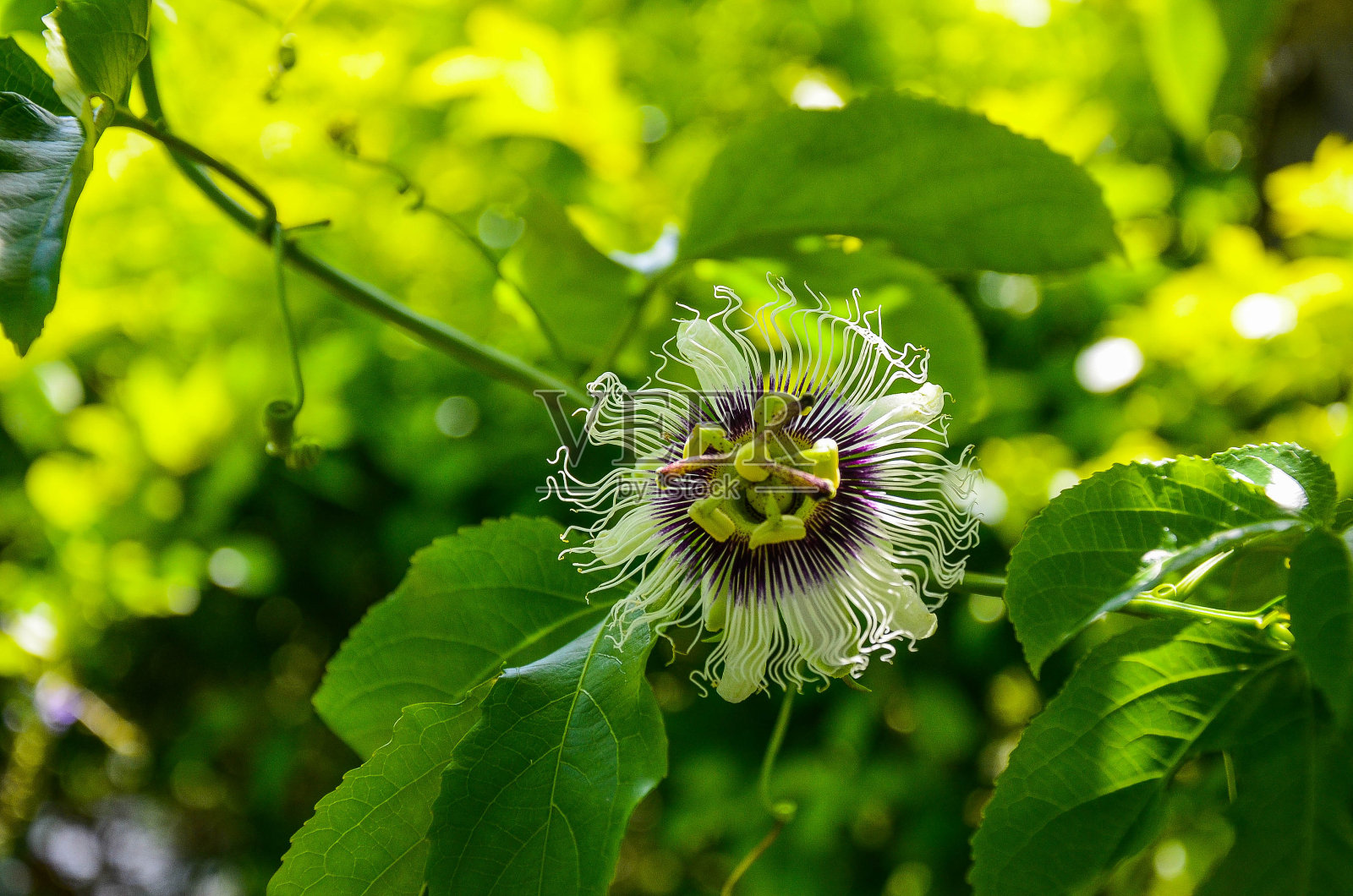 臭西番莲,红果西番莲,臭西番莲照片摄影图片
