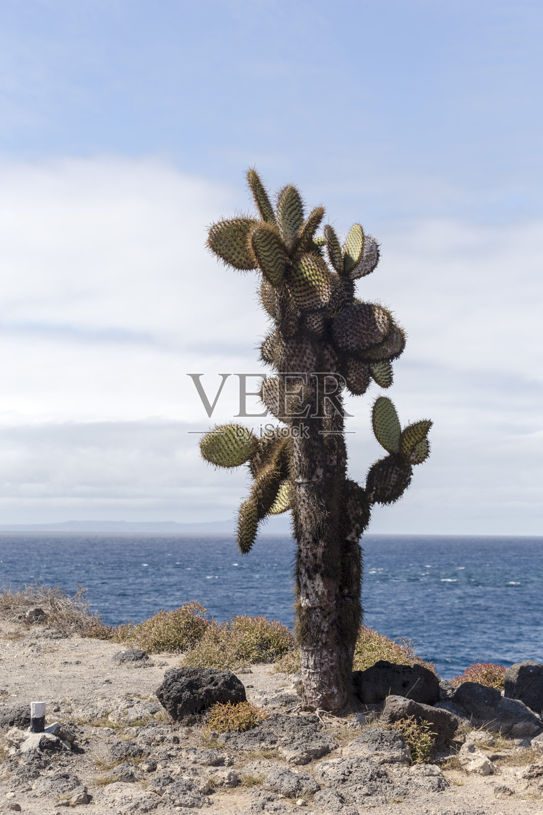 加拉帕戈斯群岛照片摄影图片