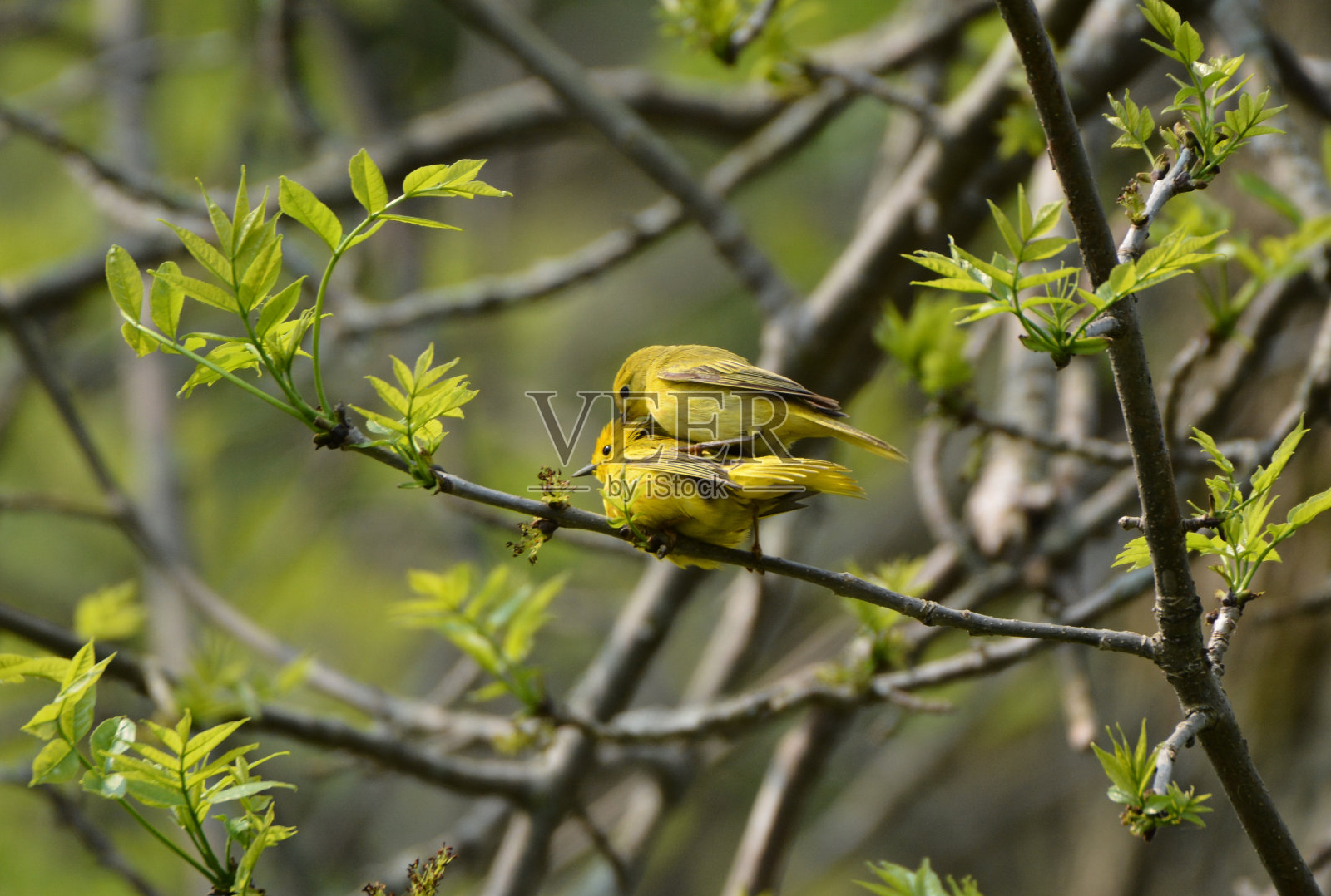 黄色莺照片摄影图片