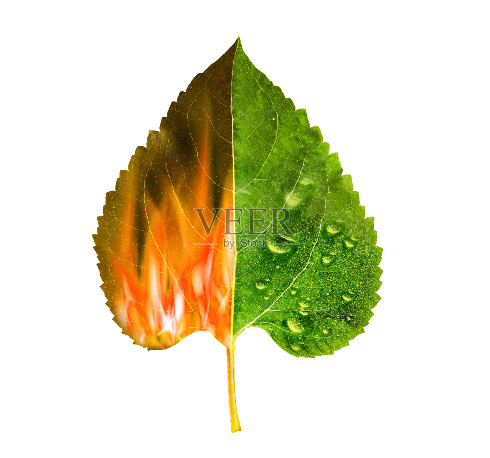 叶子一边烧焦,一边变绿照片摄影图片