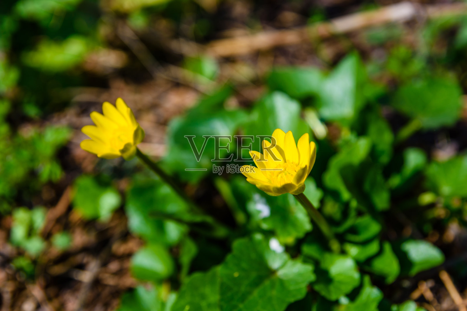 早春森林里的黄色毛茛照片摄影图片