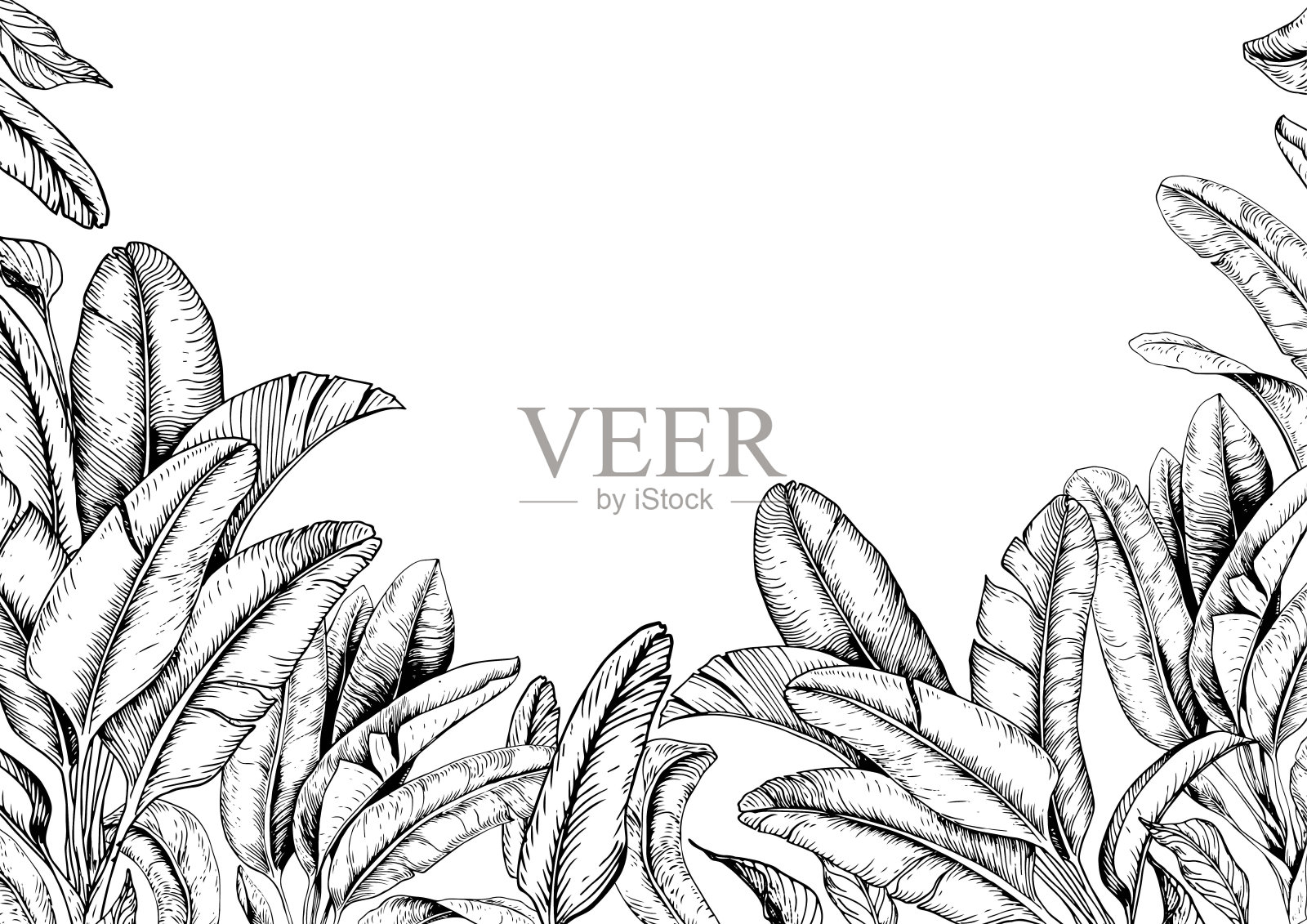 带有香蕉叶的热带卡片。插画图片素材