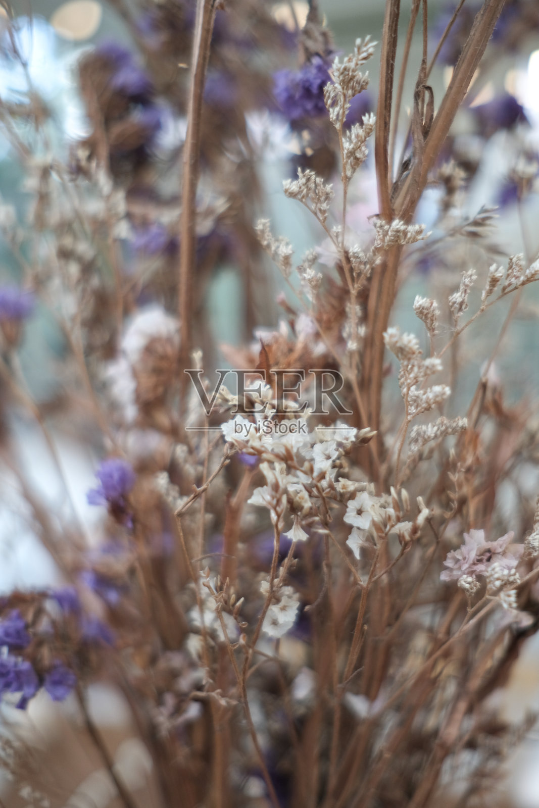 多色干花照片摄影图片