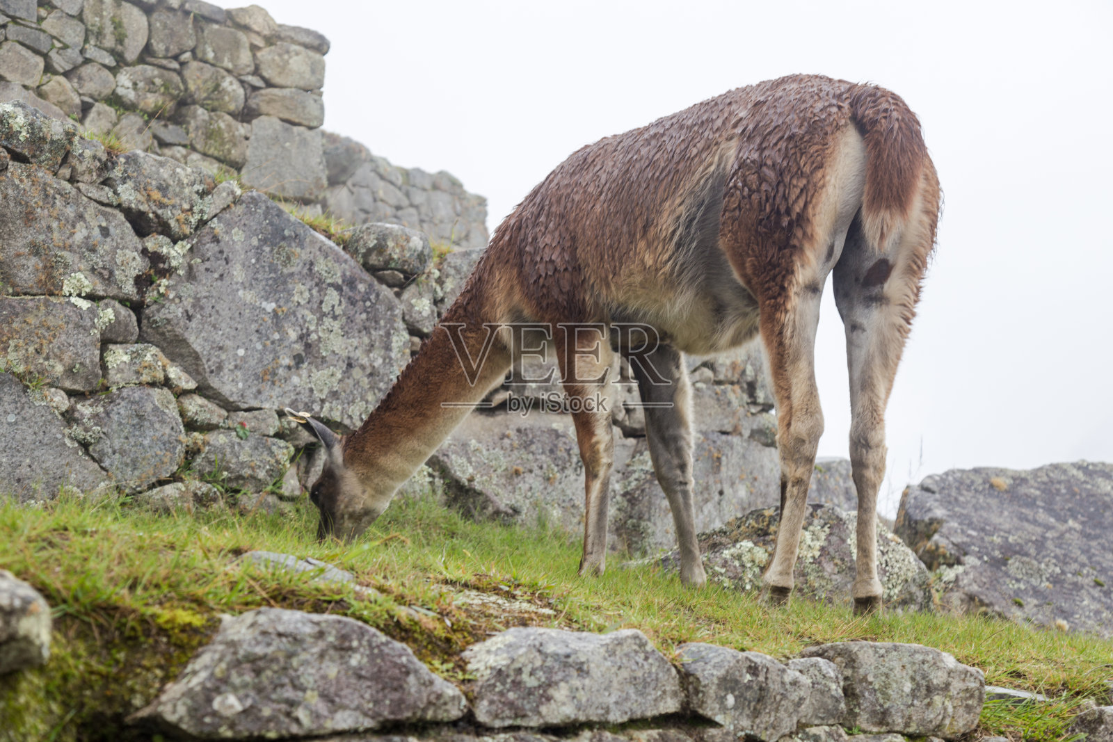 马丘比丘城(秘鲁)照片摄影图片
