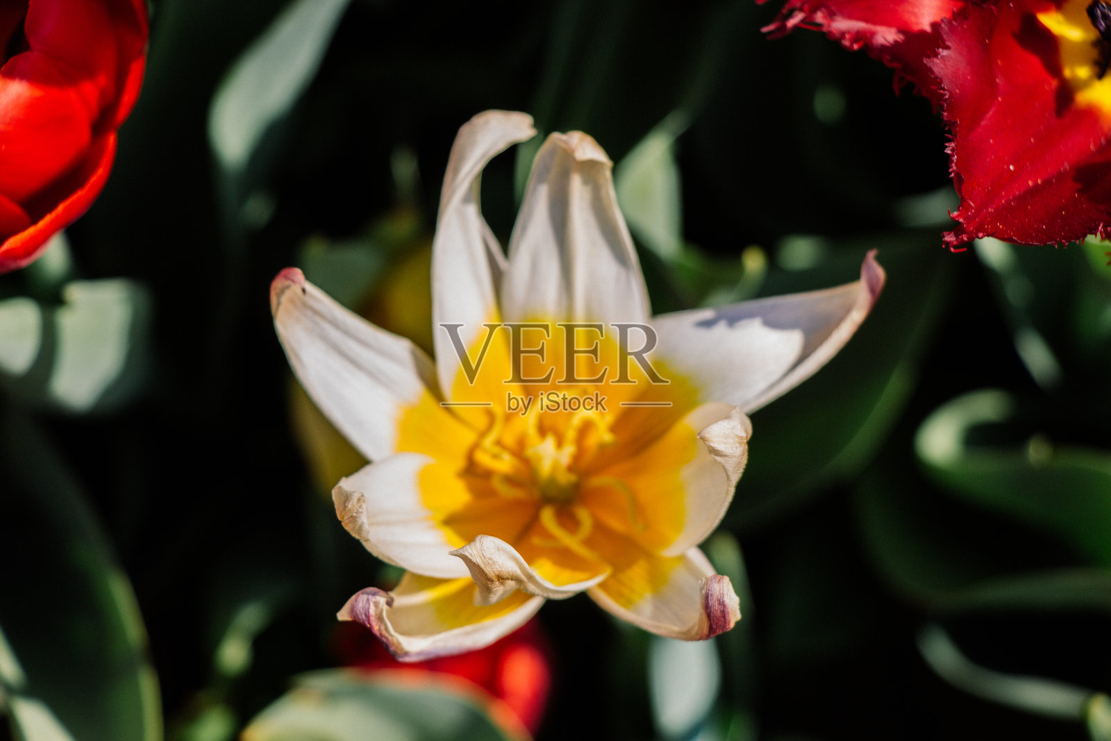 盛开的郁金香花在春天作为花的背景照片摄影图片