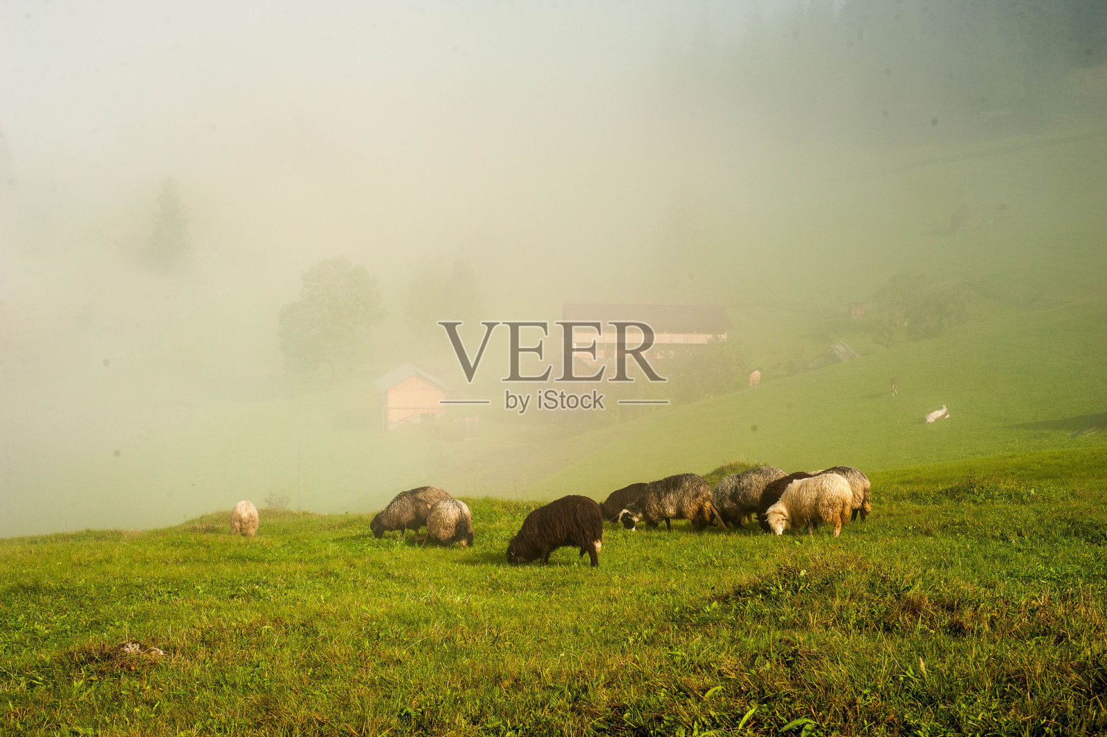 喀尔巴阡山,乌克兰。山中之旅。徒步旅行的生活方式概念美丽的山脉景观为背景夏季假期户外活动。照片摄影图片