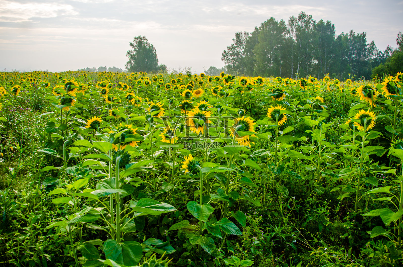 温暖宜人的夏日田野,盛开着向日葵。照片摄影图片