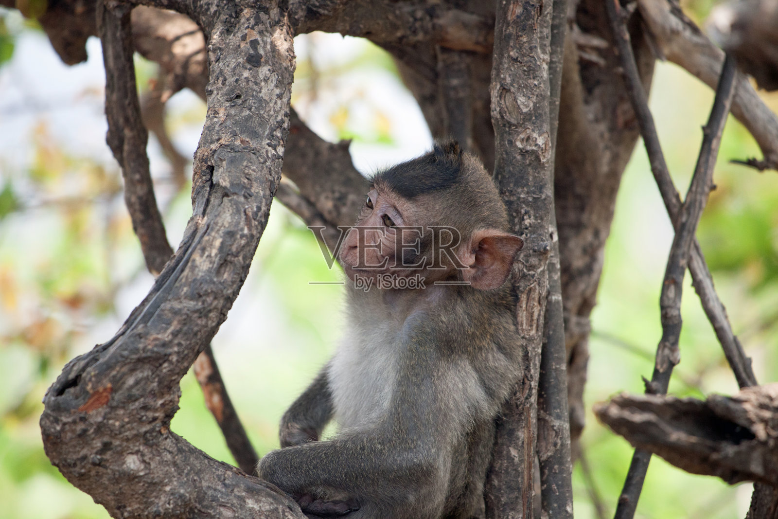 可爱的猴子照片摄影图片