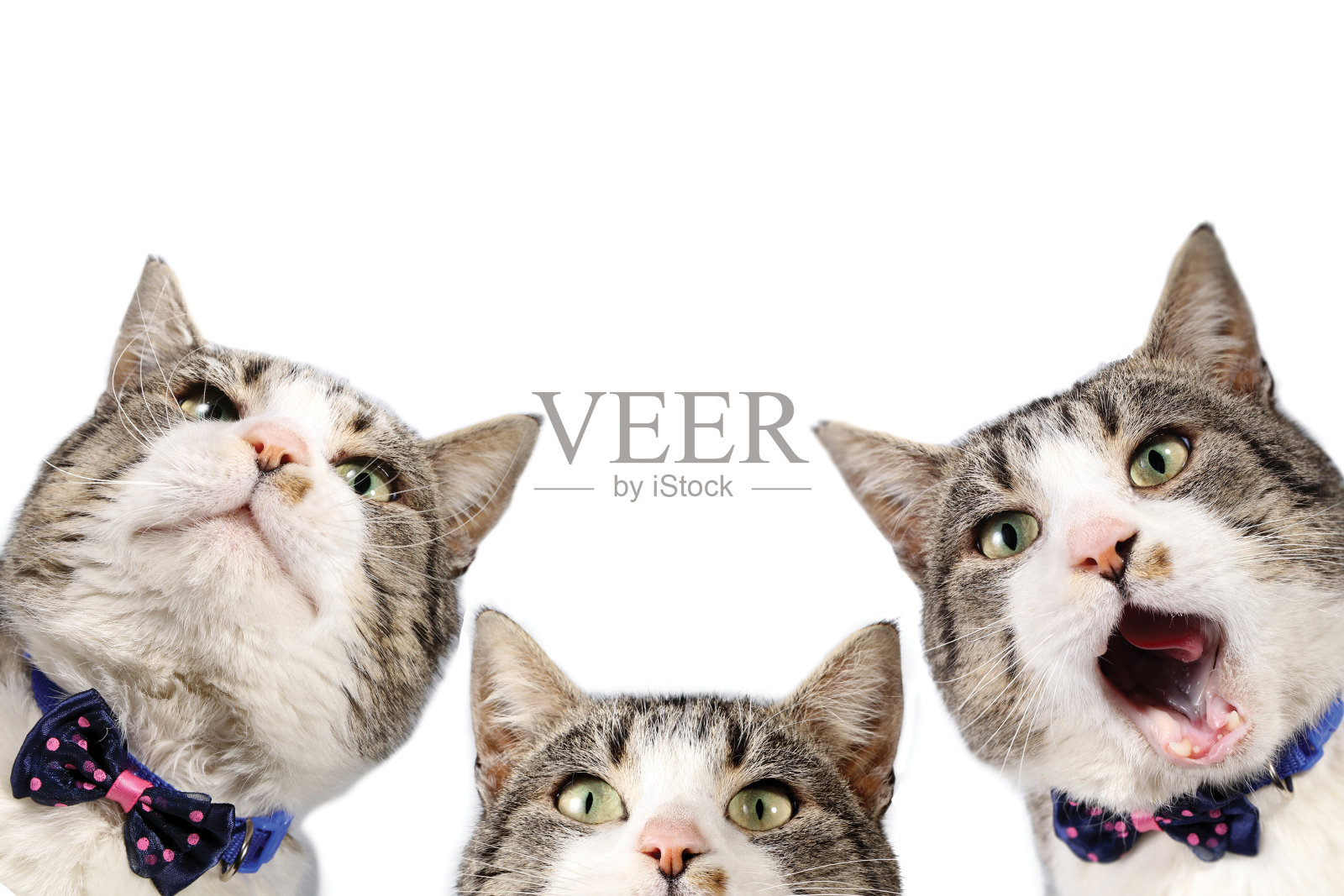 三只猫照片摄影图片