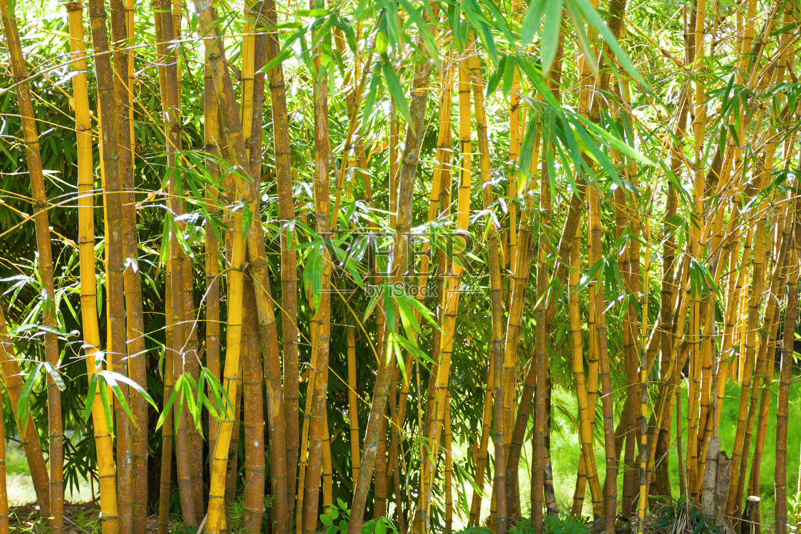 新加坡兰花公园的金竹照片摄影图片