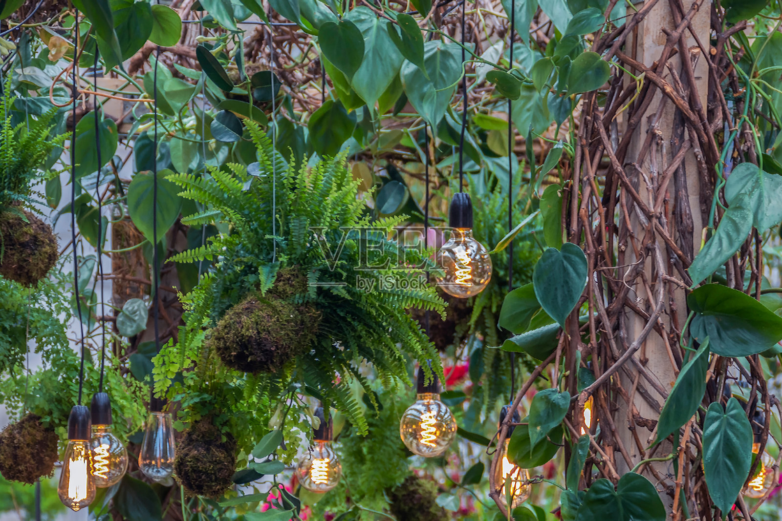植物背景装饰照片摄影图片
