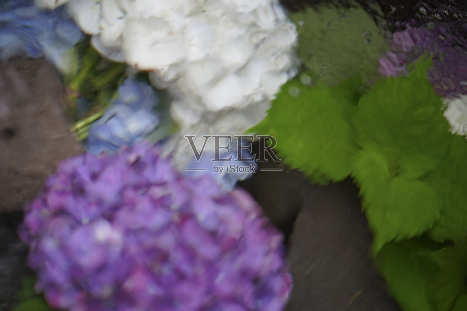 阳明山,绣球花盛开照片摄影图片