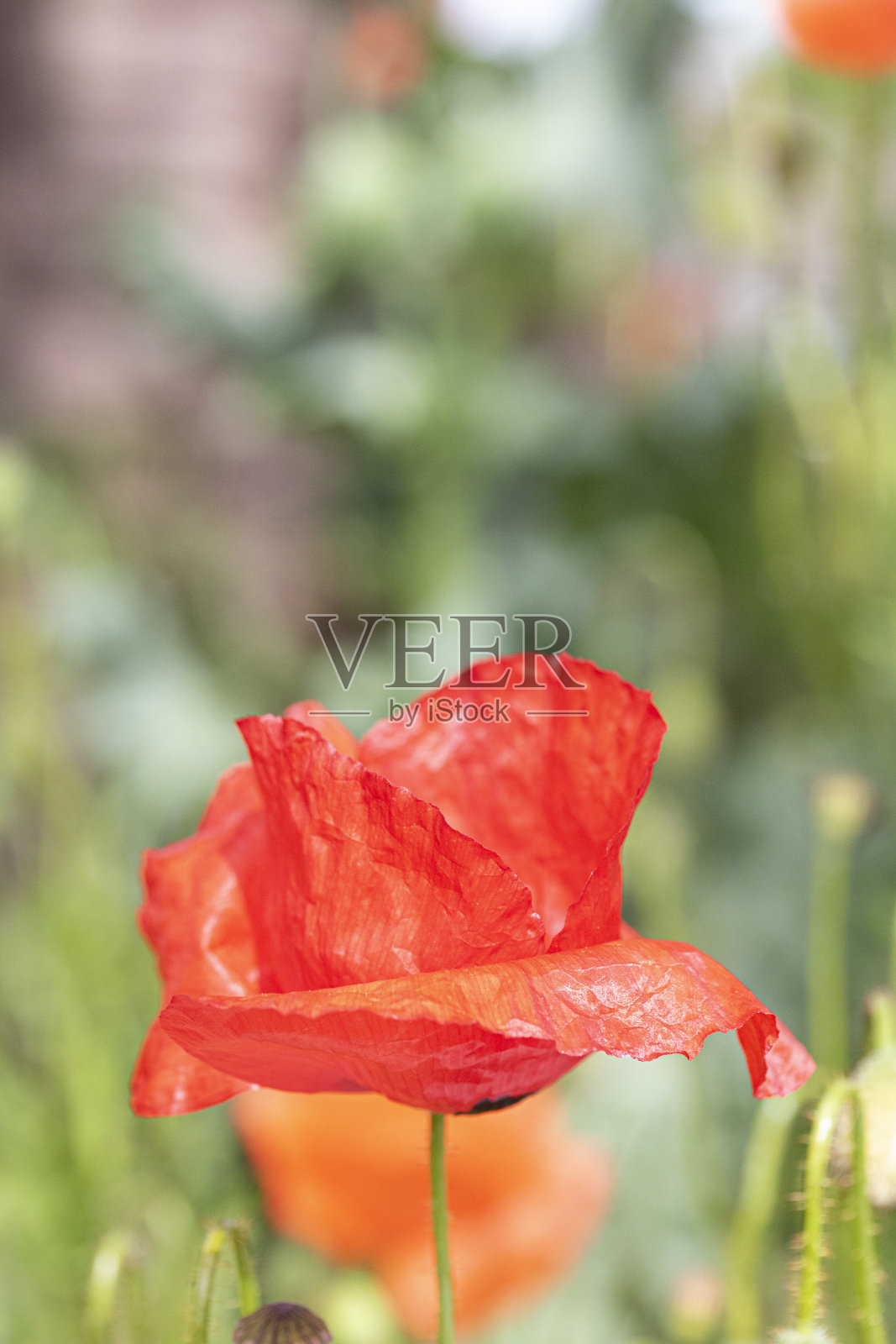 漂亮的红色大罂粟在花园草地照片摄影图片