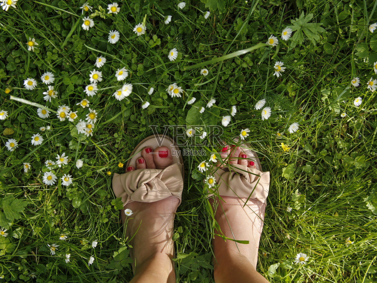 女人脚踩草鞋在长满雏菊的草地上照片摄影图片