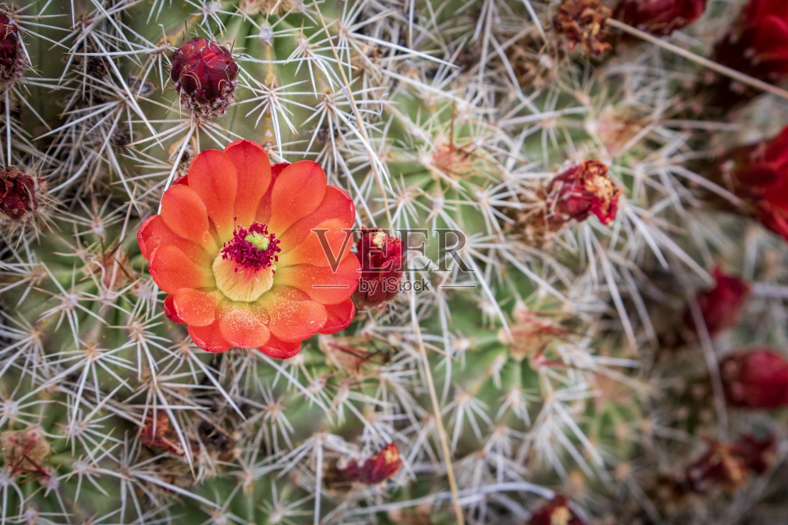 红色的仙人掌花照片摄影图片