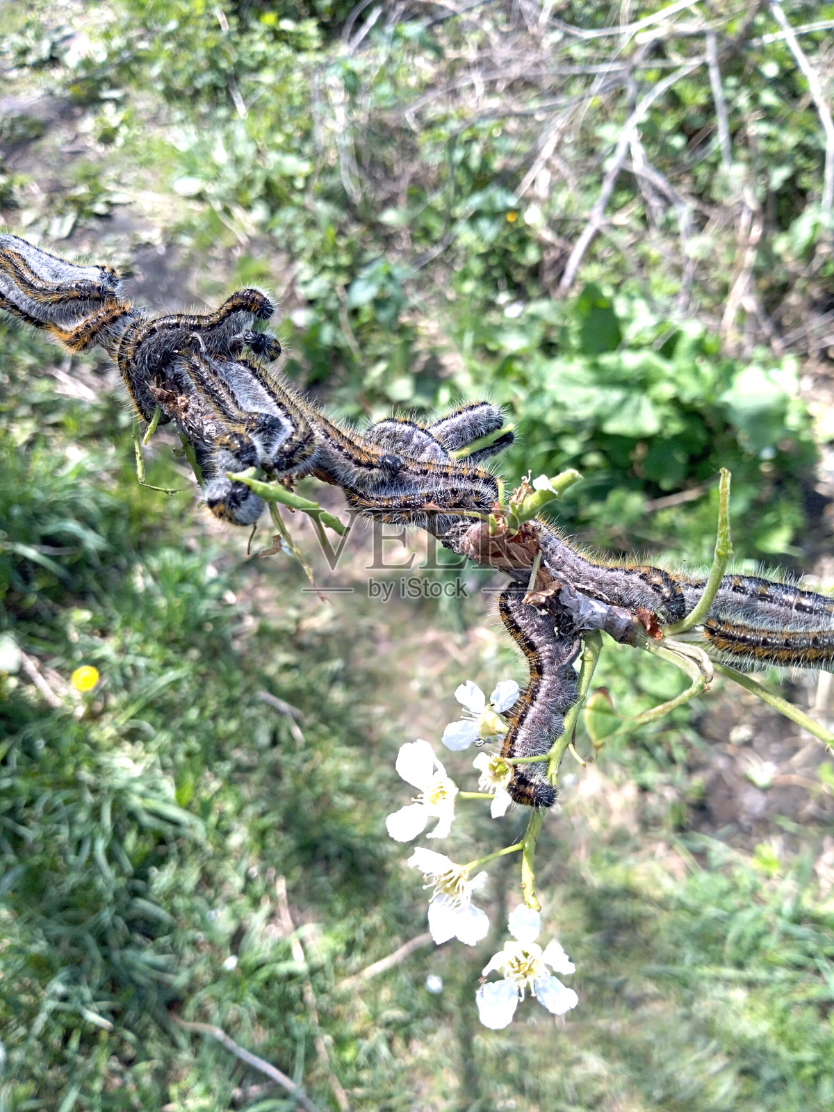 卷心菜的毛虫成群地吃着树的叶子。照片摄影图片