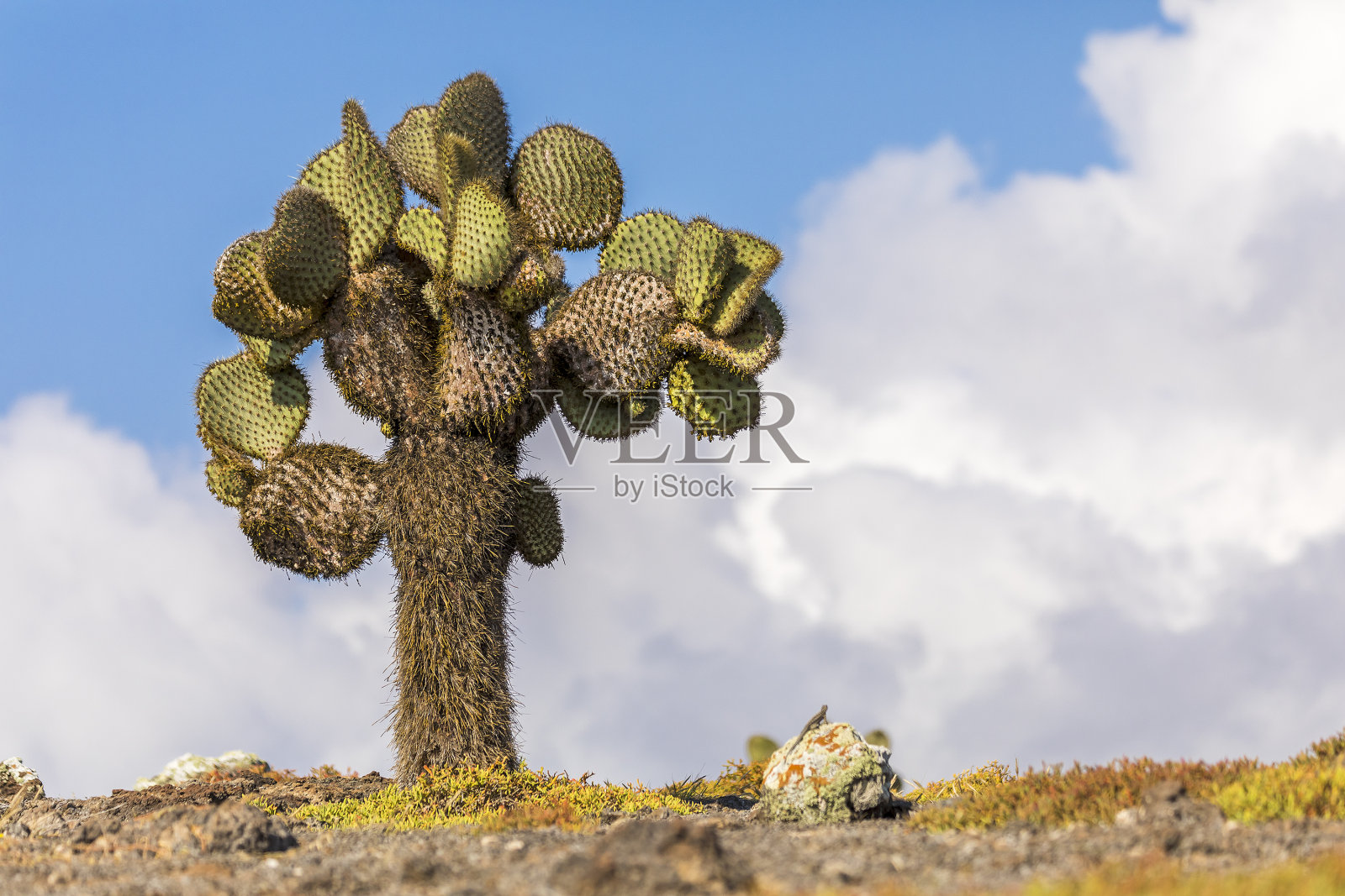 仙人掌和加拉帕戈斯地鬣蜥照片摄影图片