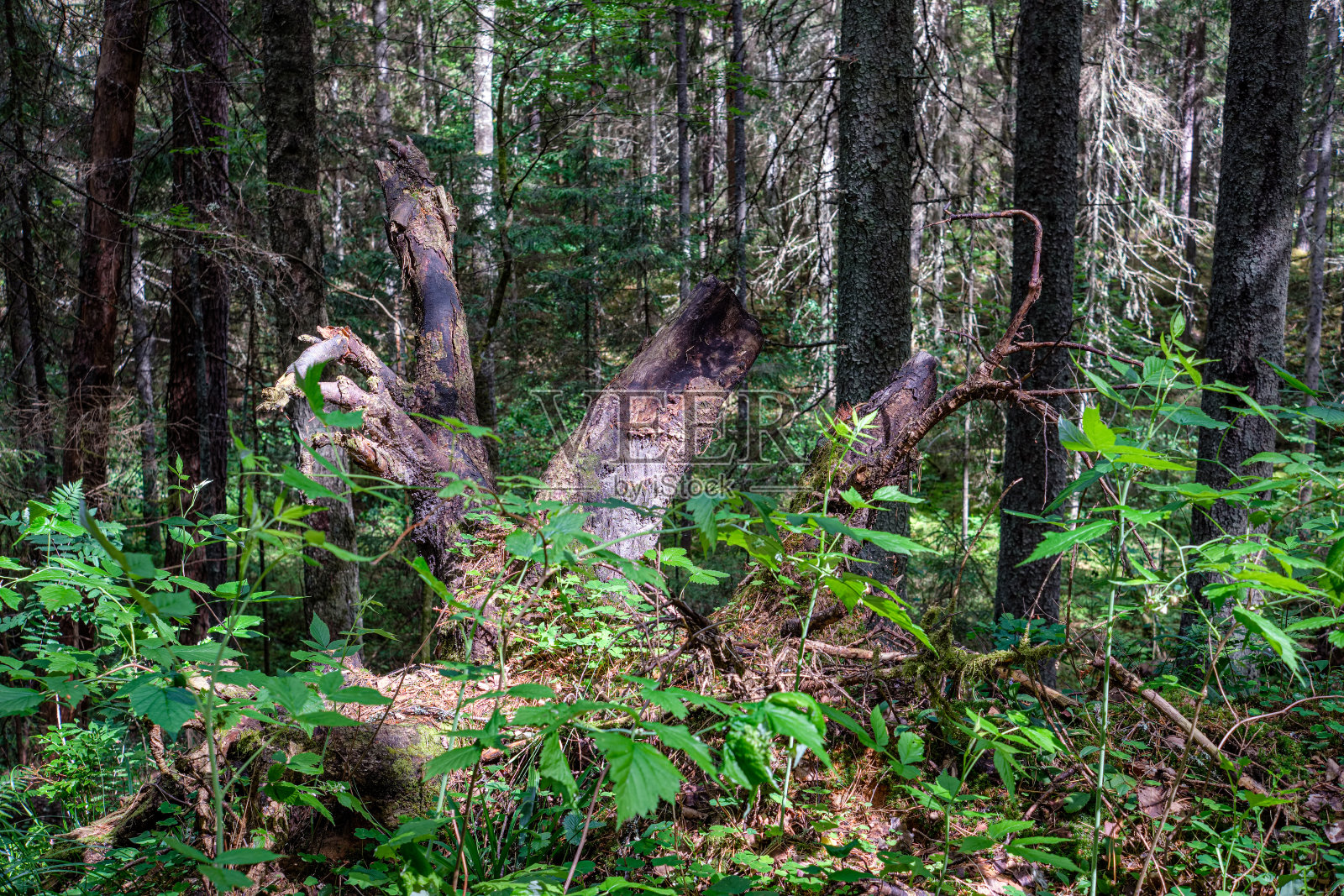 干枯的老树干在大自然中跺脚照片摄影图片