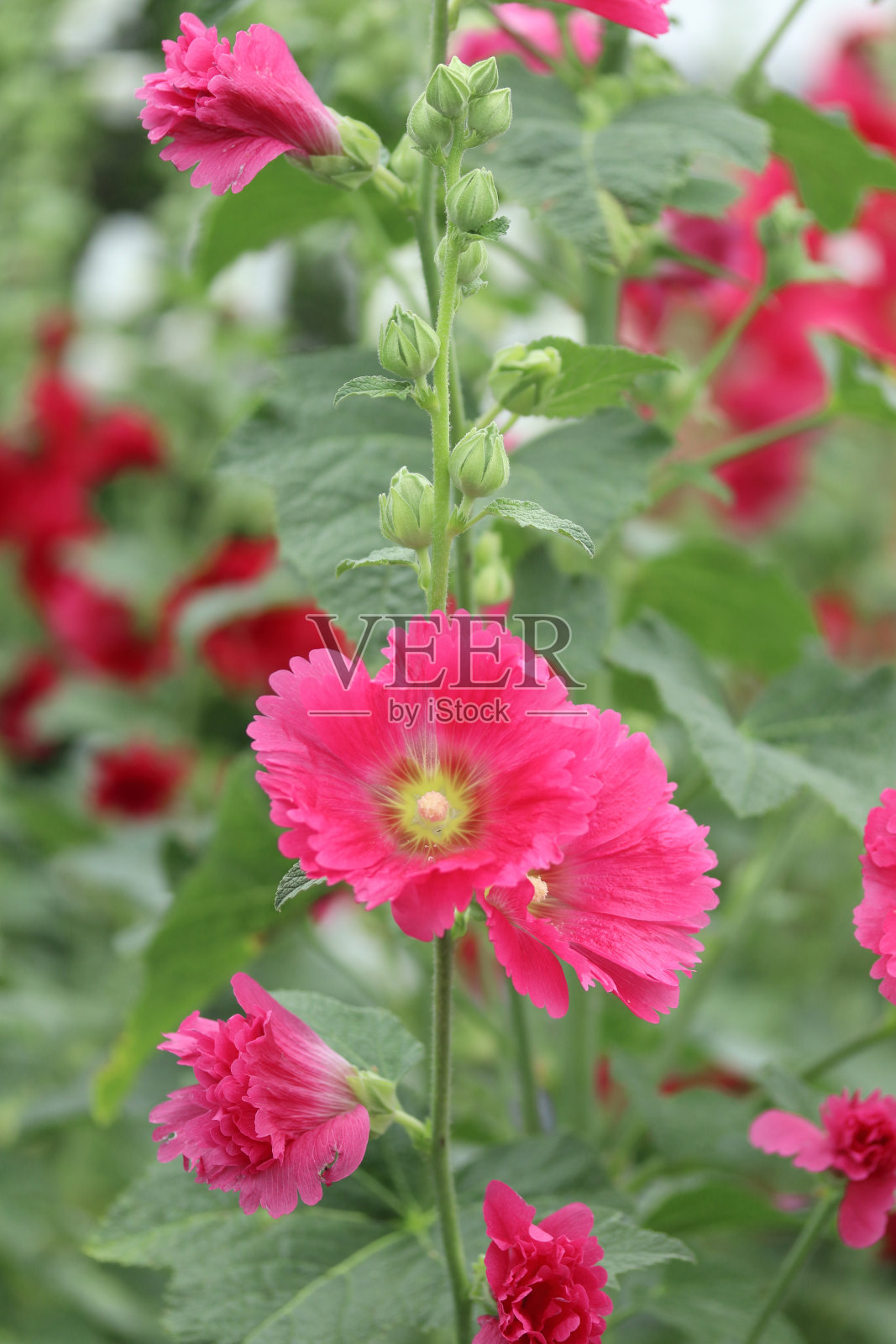 蜀葵照片摄影图片