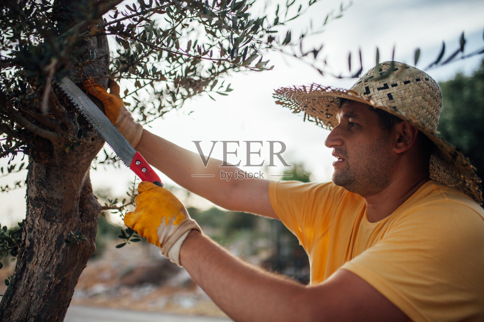 园丁正在修剪树木照片摄影图片