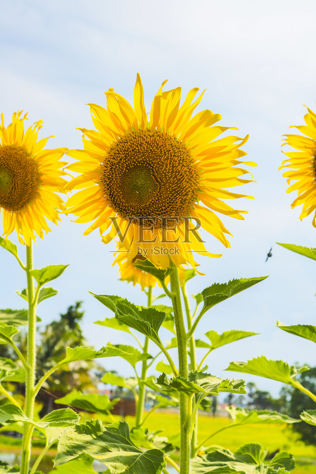 向日葵盛开在蓝天背景,清新和日光夏季概念。照片摄影图片