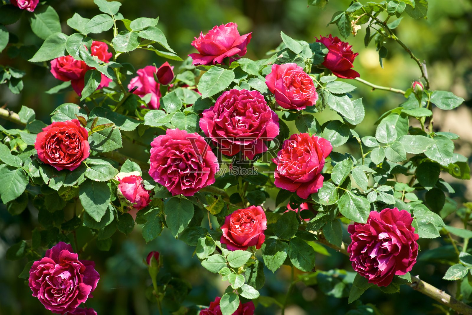 美丽的红玫瑰在花园里盛开。照片摄影图片