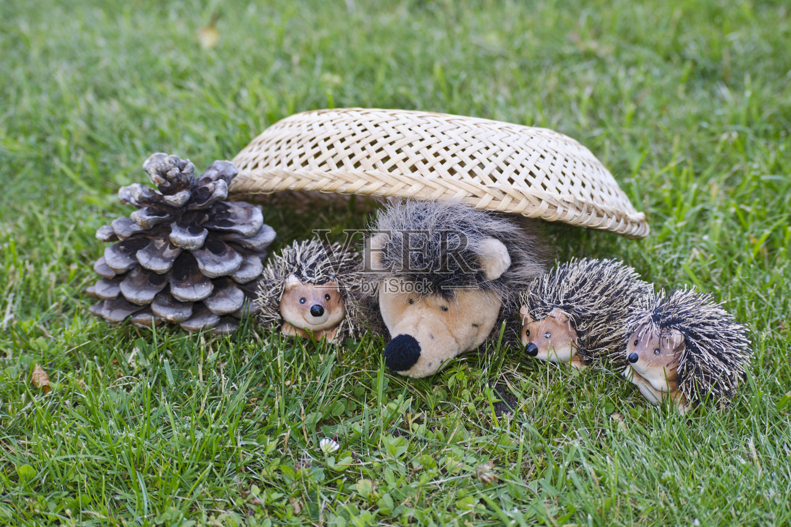刺猬在松果旁边的草坪上照片摄影图片
