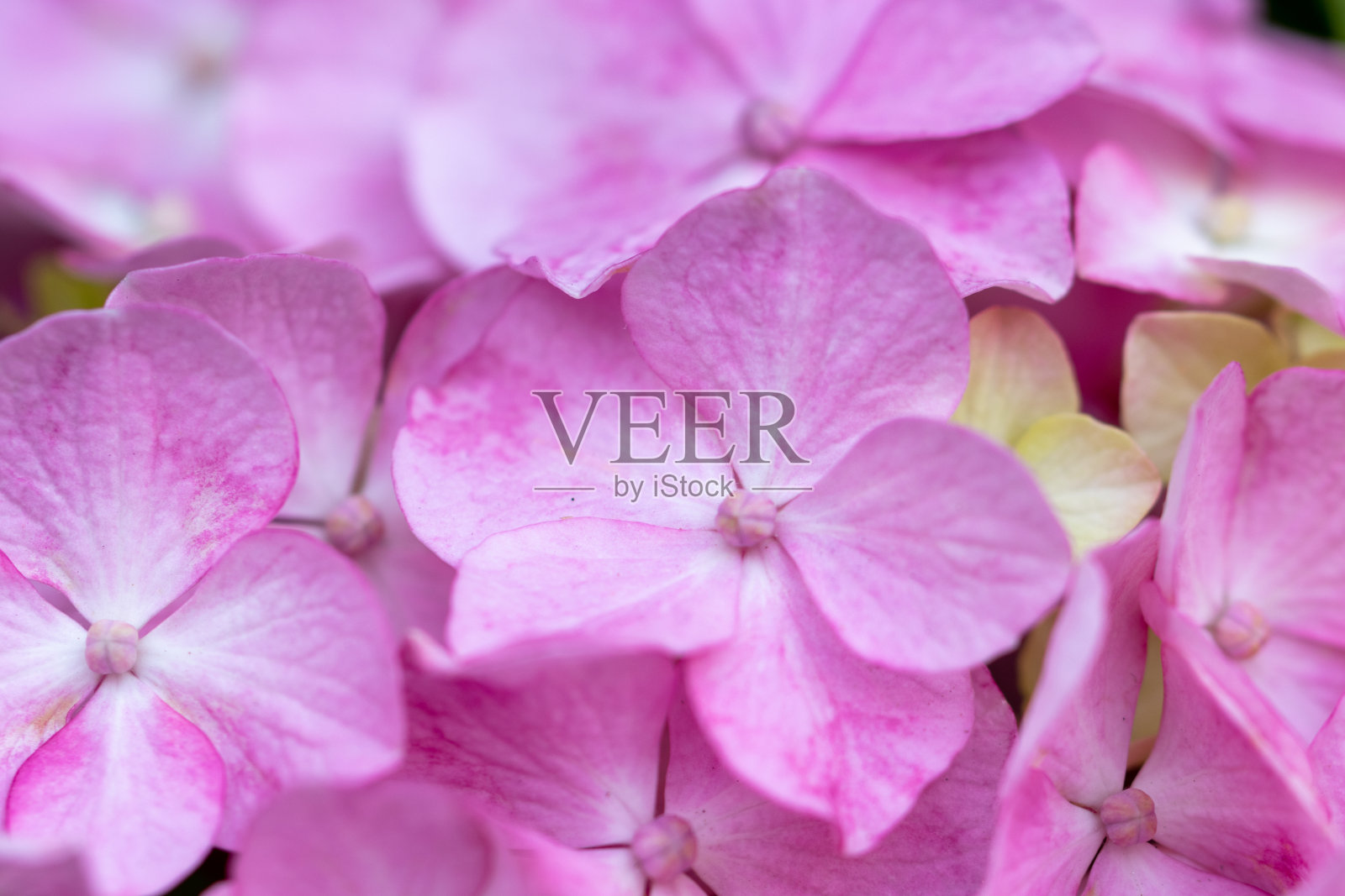 绣球花,旭山公园,北城,日本东京照片摄影图片