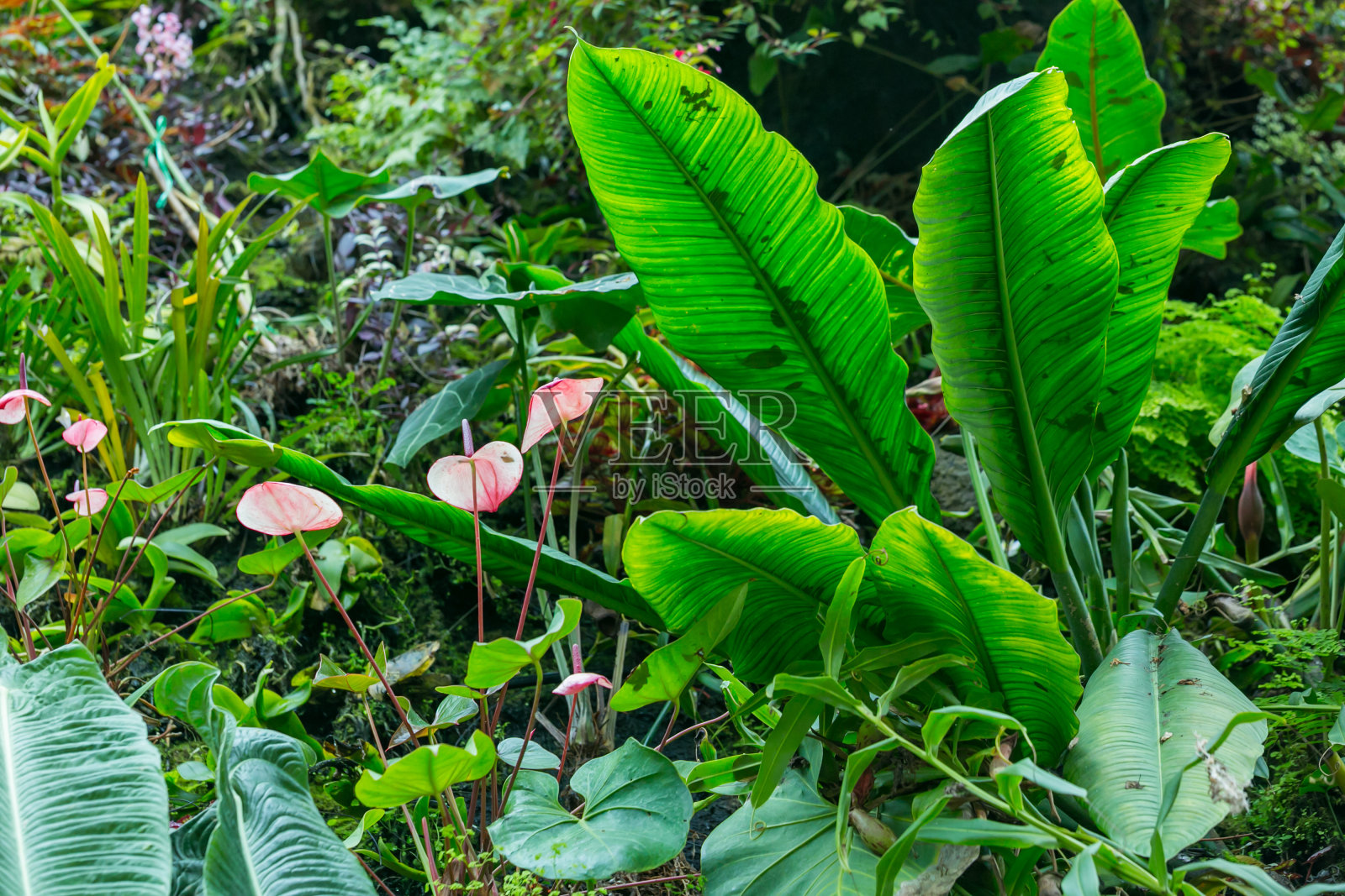 新加坡花园中美丽的花朵。照片摄影图片