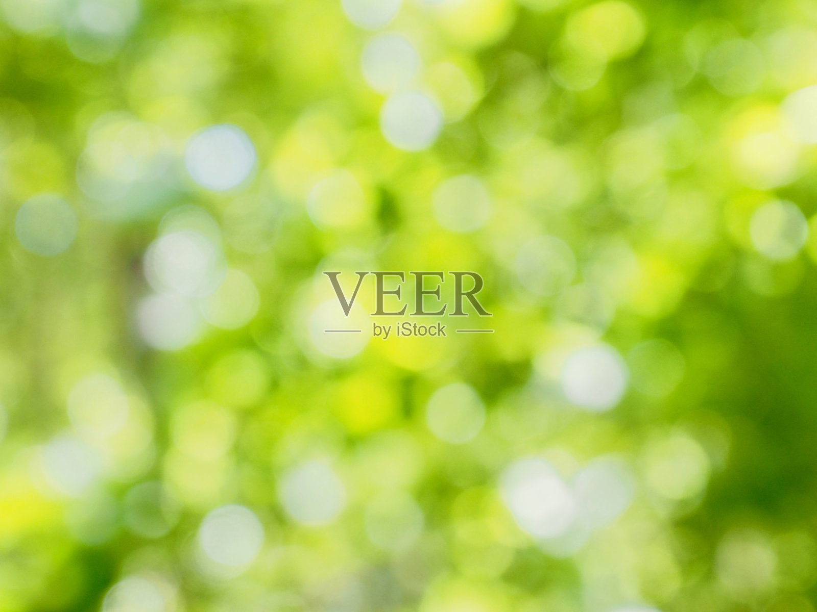 森林里的叶景,错过了焦点照片摄影图片