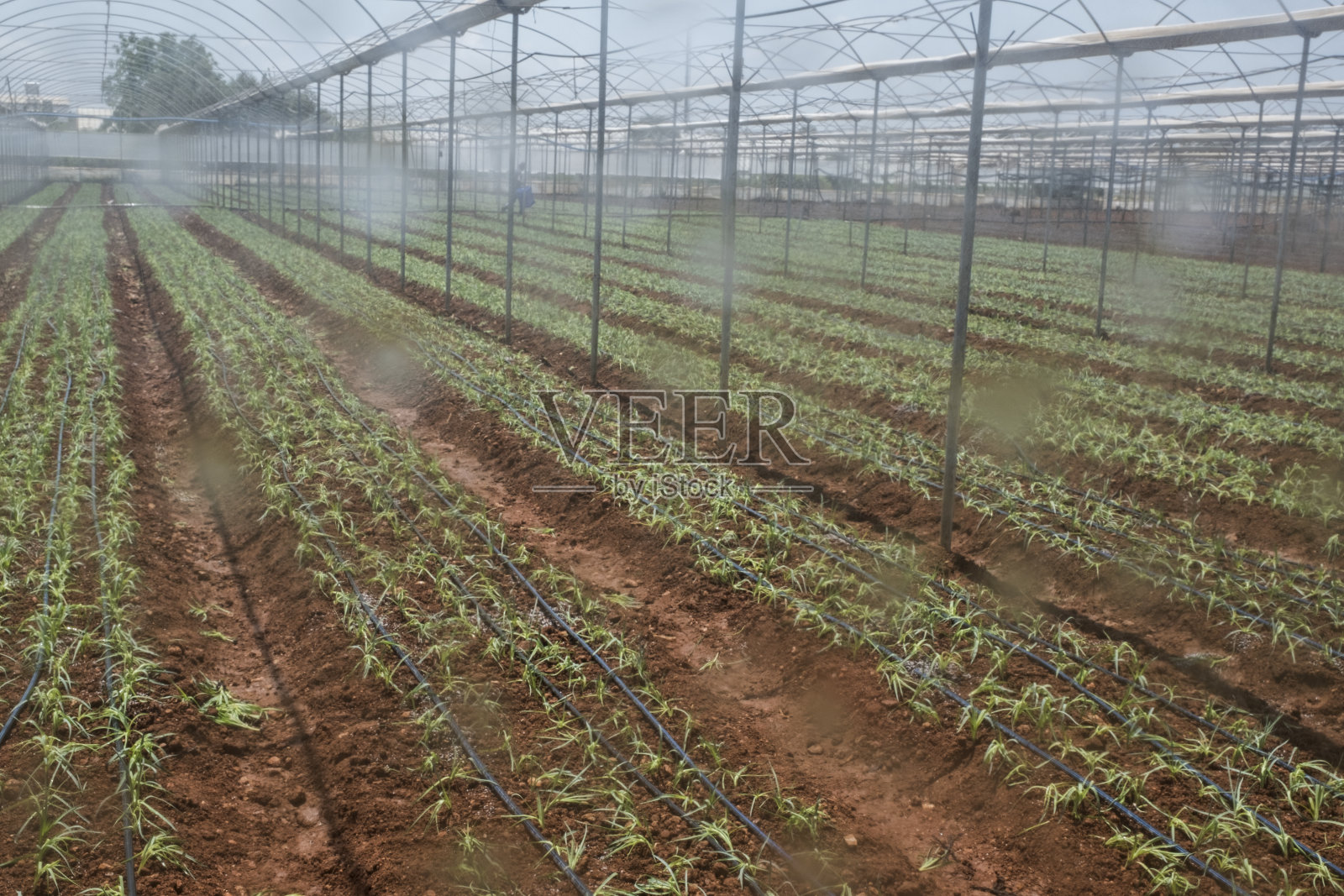 康乃馨温室照片摄影图片