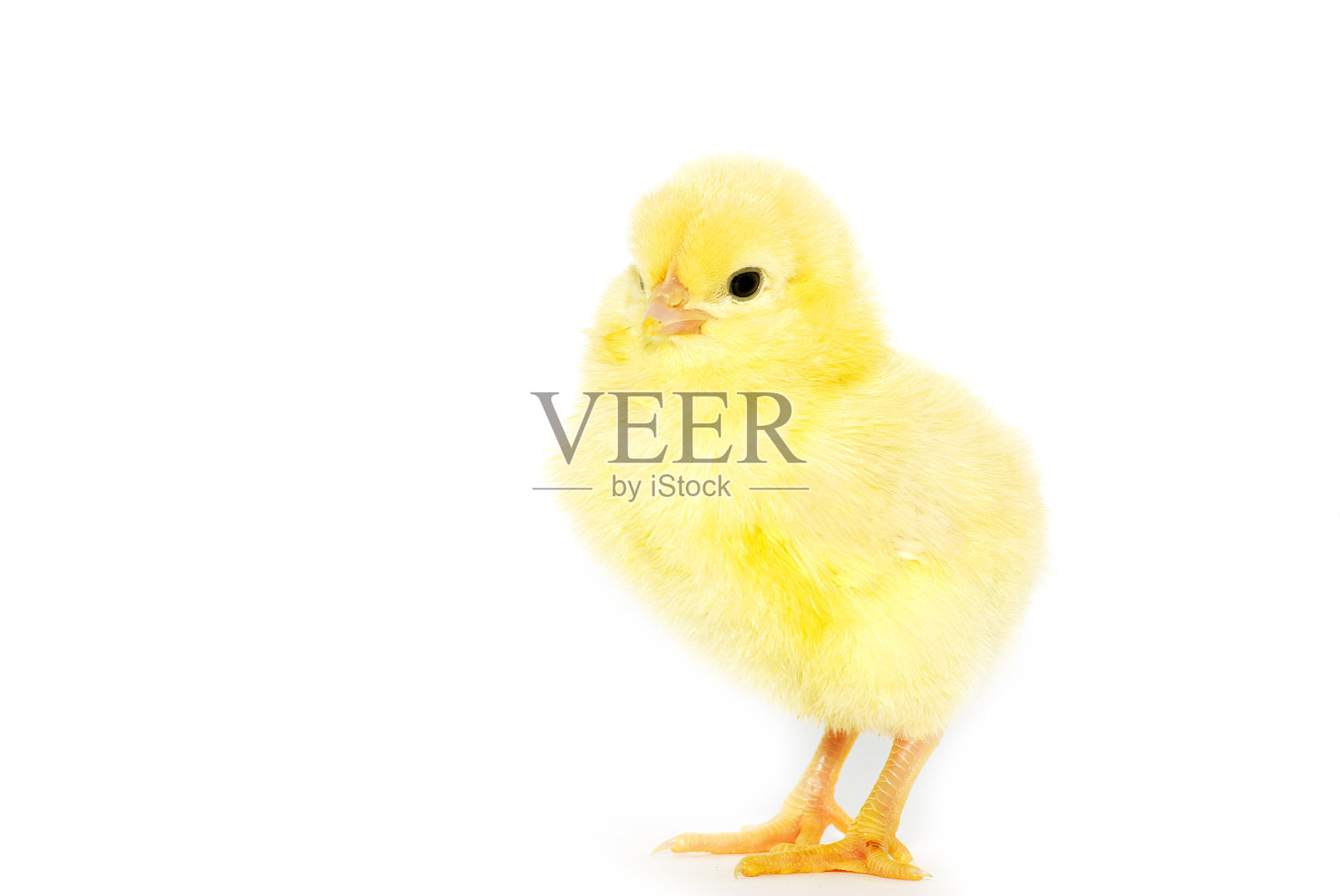 鸡照片摄影图片