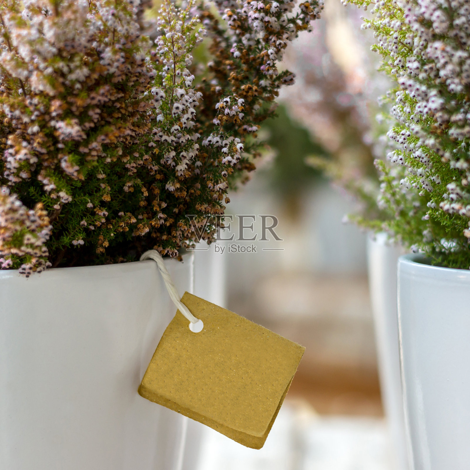 希瑟在锅照片摄影图片