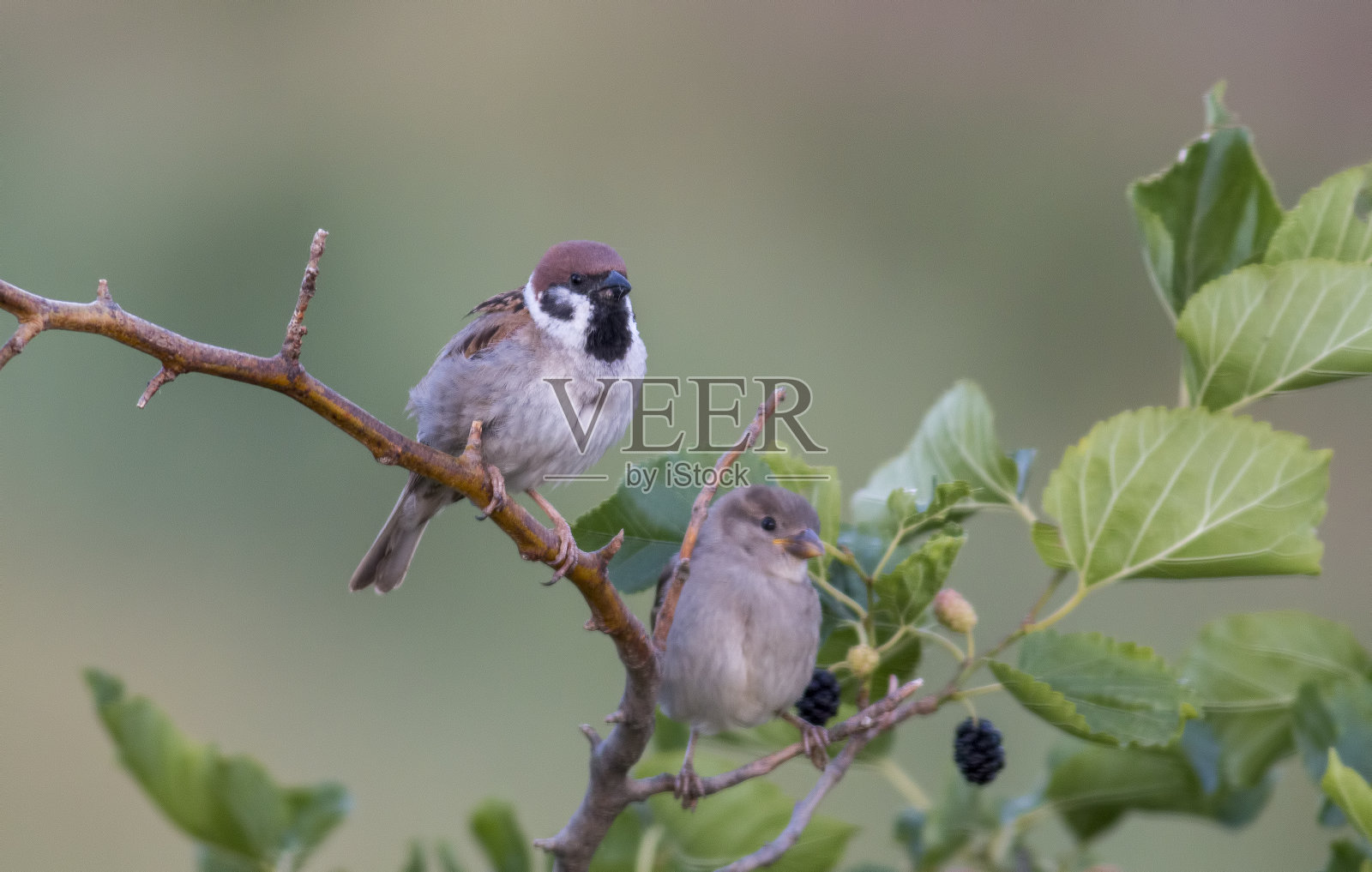 树麻雀交配照片摄影图片