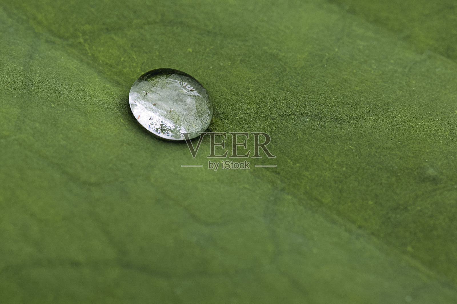 荷叶上的水滴照片摄影图片