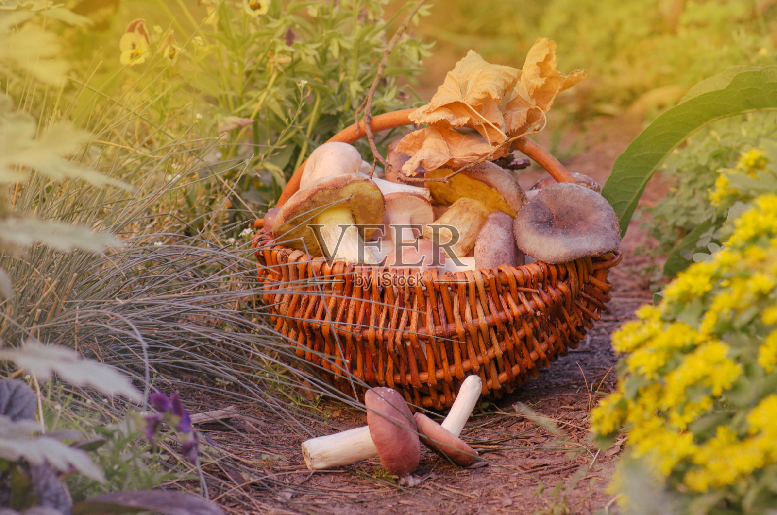 篮子里的蘑菇。收获褐帽牛肝菌和秋季森林照片摄影图片