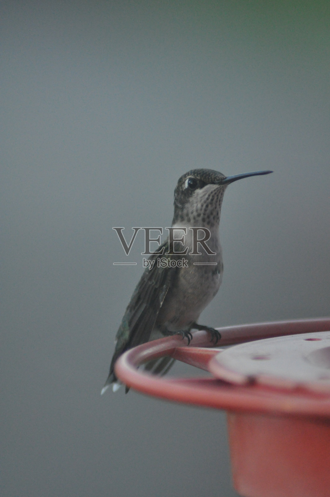 蜂鸟在我们家房间的喂食器上照片摄影图片