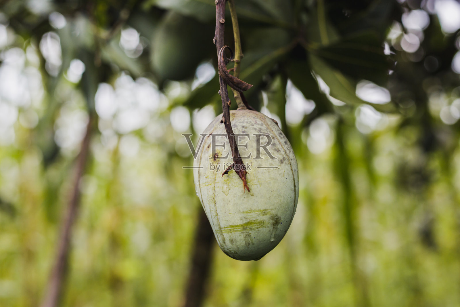 近距离观察新鲜的有机芒果果实在喜马拉雅山的树上照片摄影图片