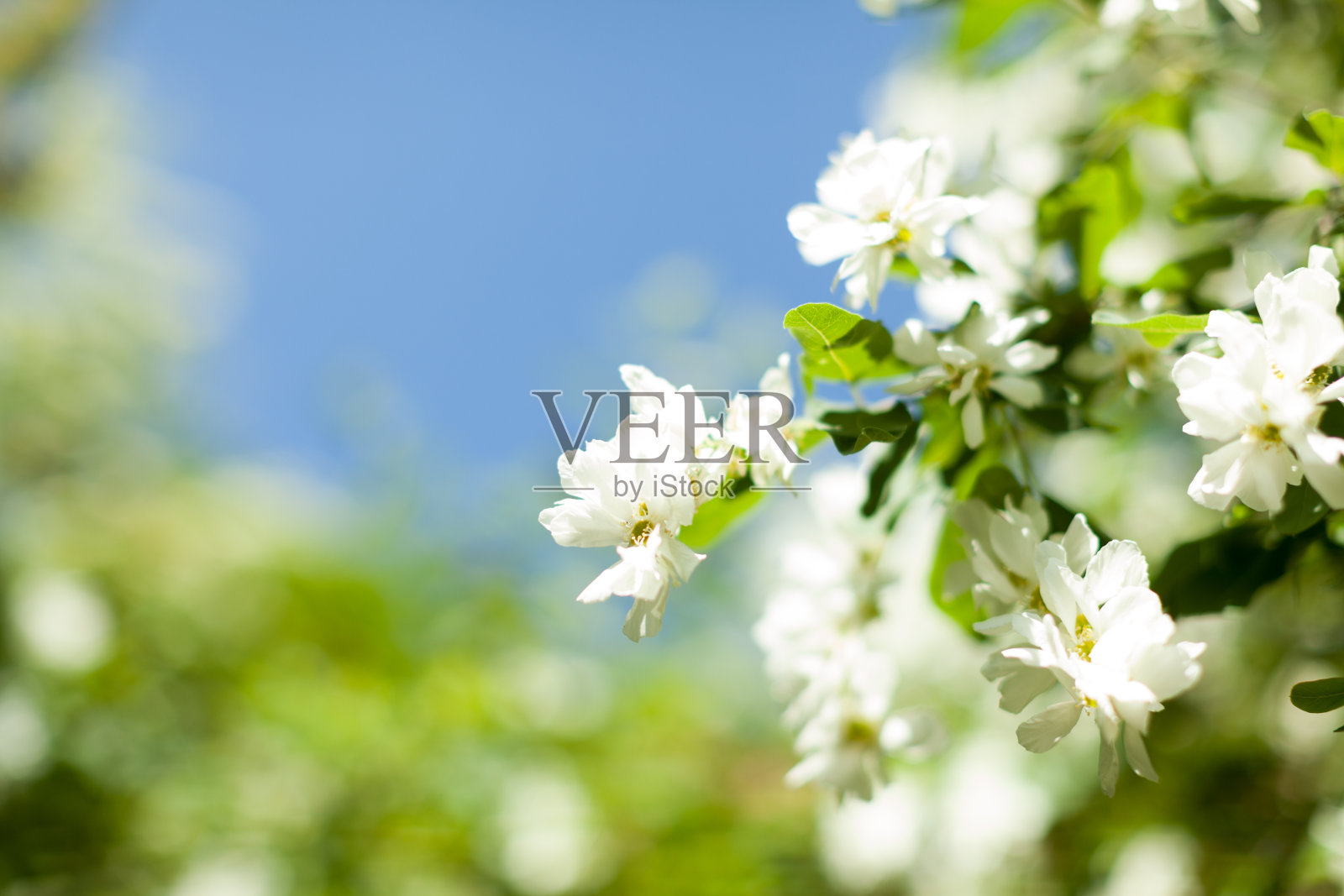 开花的苹果在大自然的背景下,春天的花朵照片摄影图片