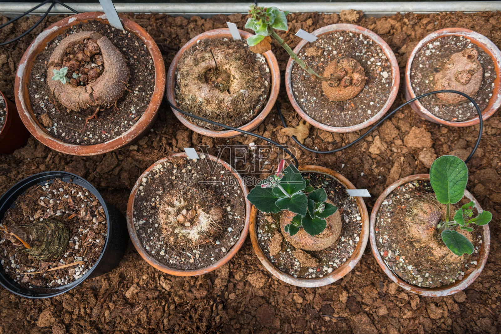 俯视图盆栽植物放置在行在地面照片摄影图片