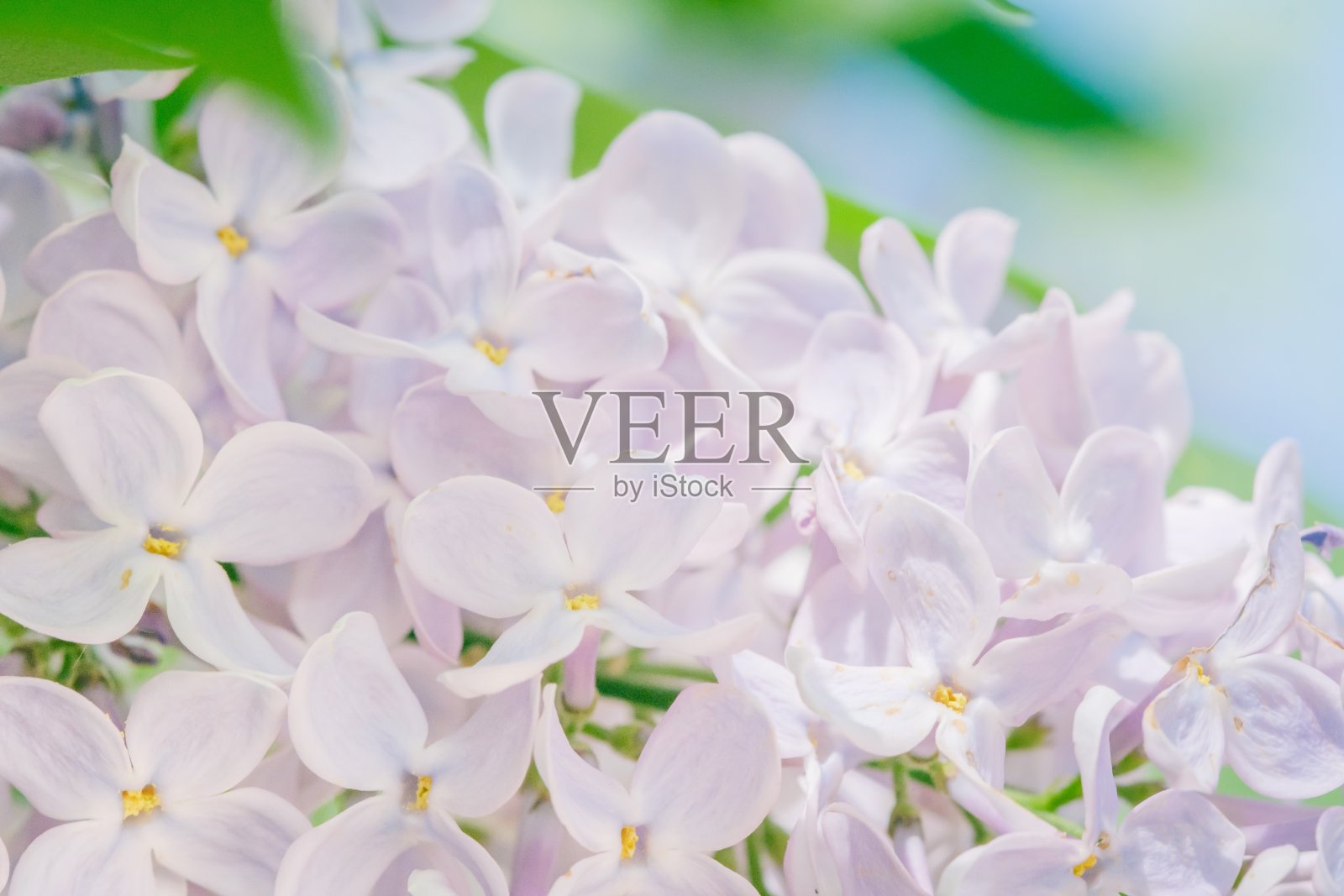 丁香枝开花背景,田野。照片摄影图片