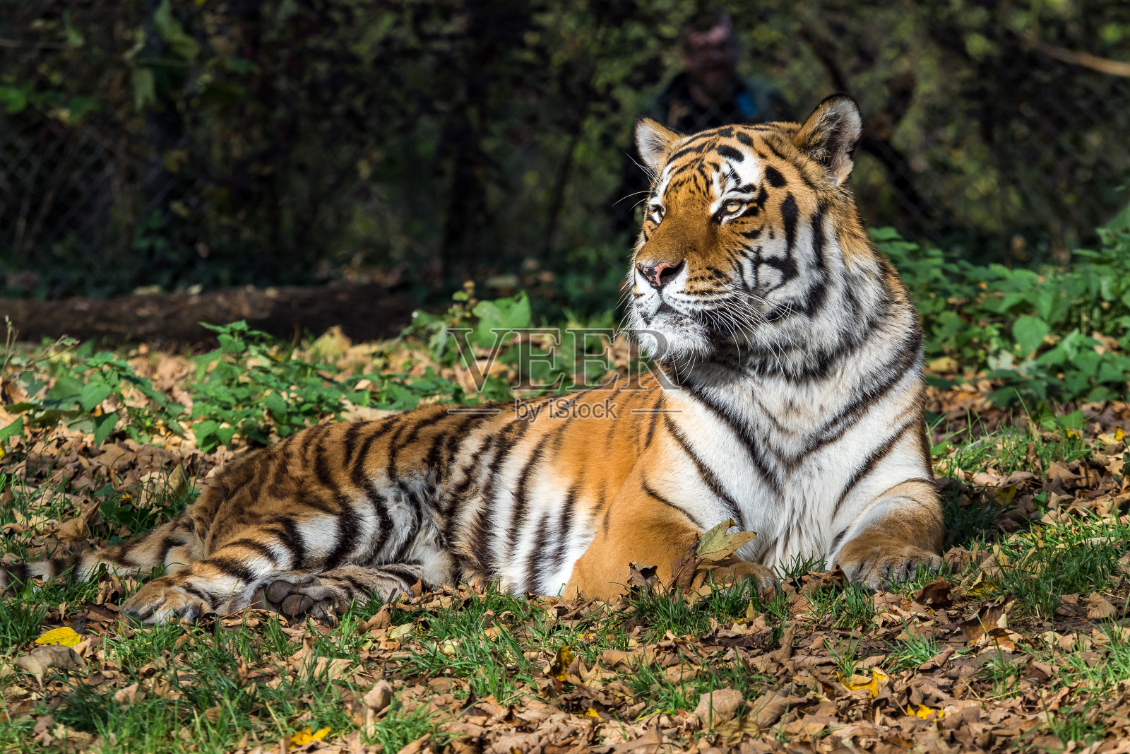 动物园里的东北虎,阿尔泰卡虎照片摄影图片