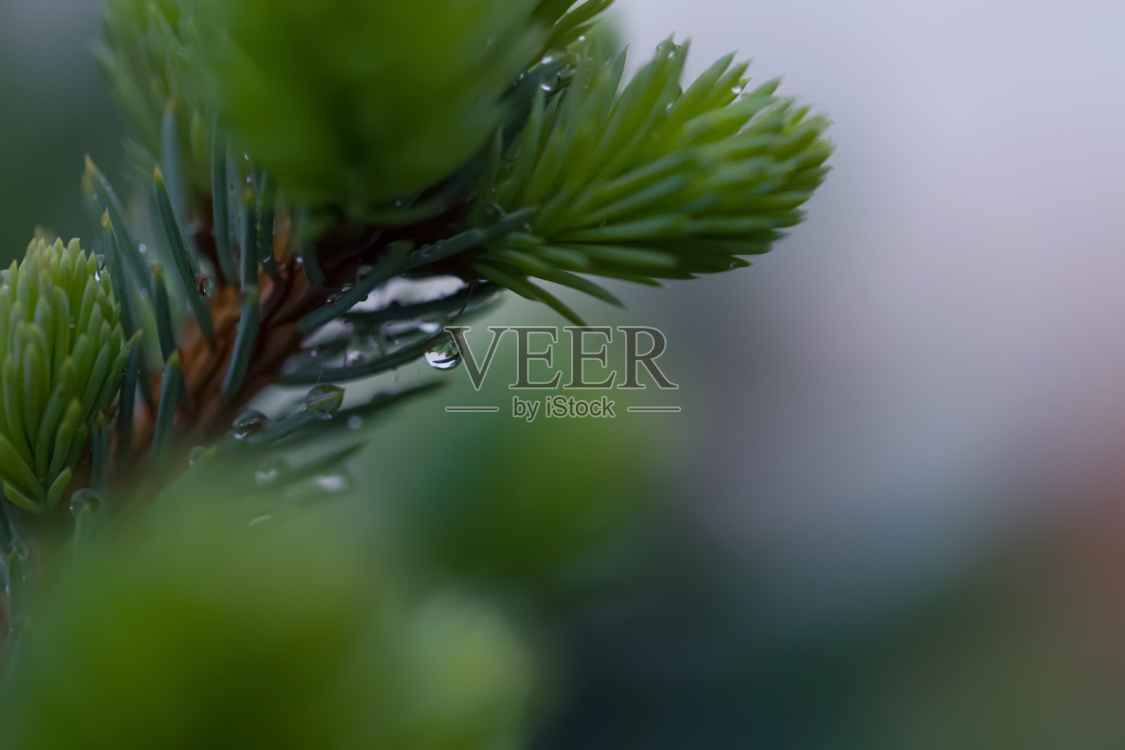 春天在花园中翠绿的小云杉枝。大自然模糊了美丽的背景。雨滴。景深浅。照片摄影图片