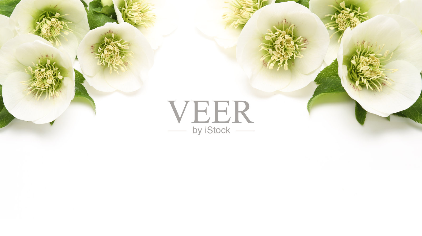 圣诞花头玫瑰在一个白色的背景照片摄影图片