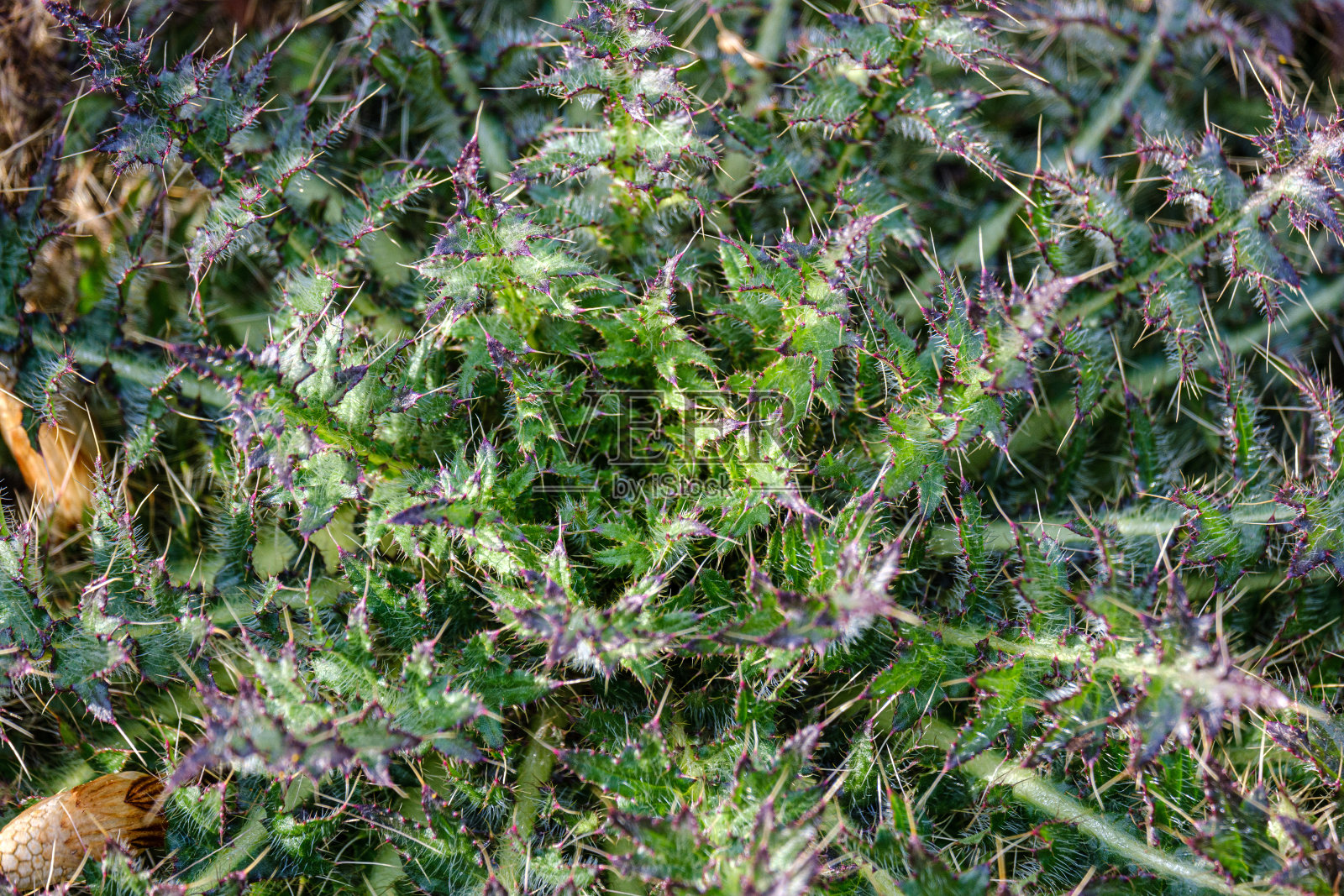 第一个春天,绿草如茵的叶子从光秃秃的空地上绽放照片摄影图片