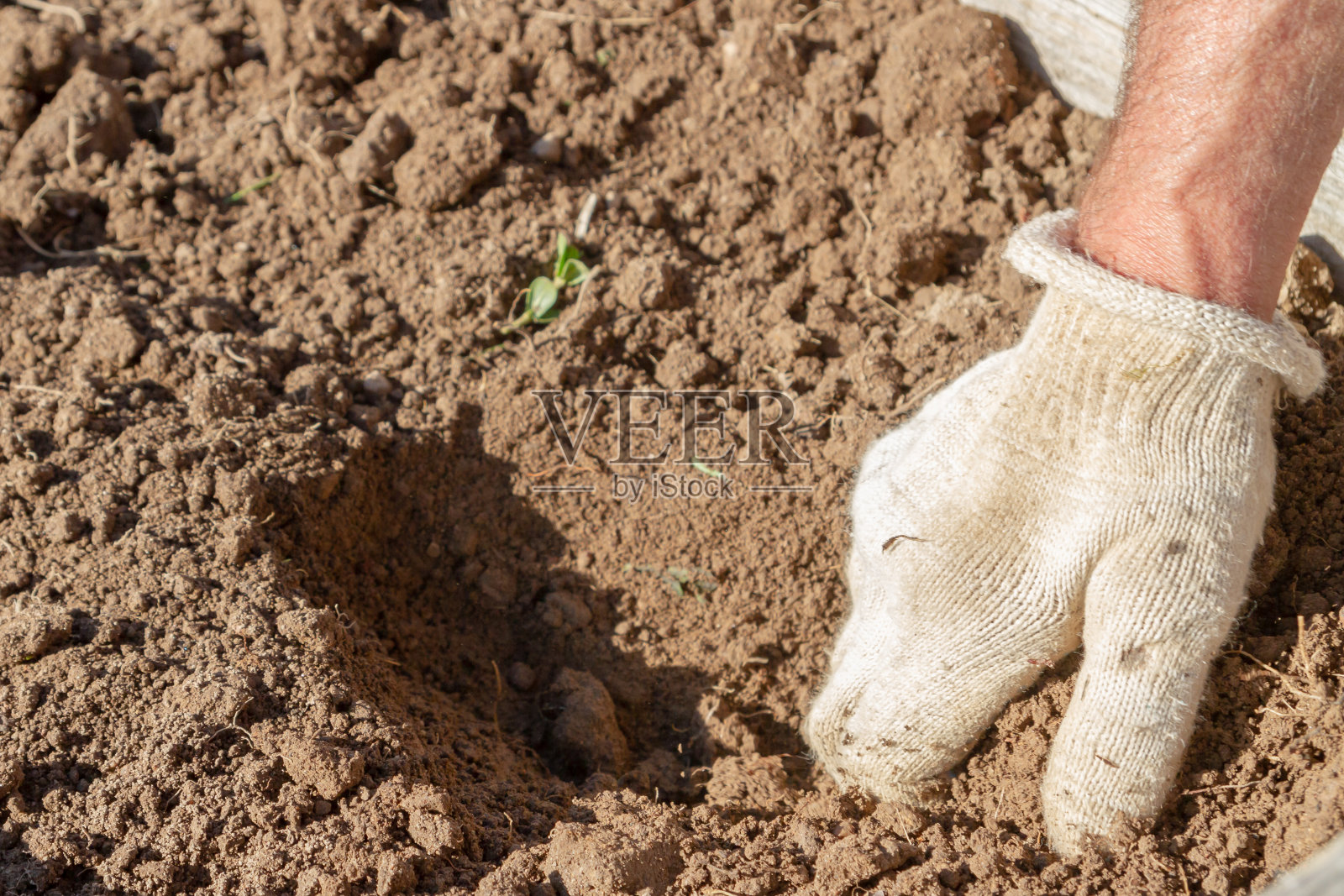 一位老人在春天在花园里移植草莓照片摄影图片