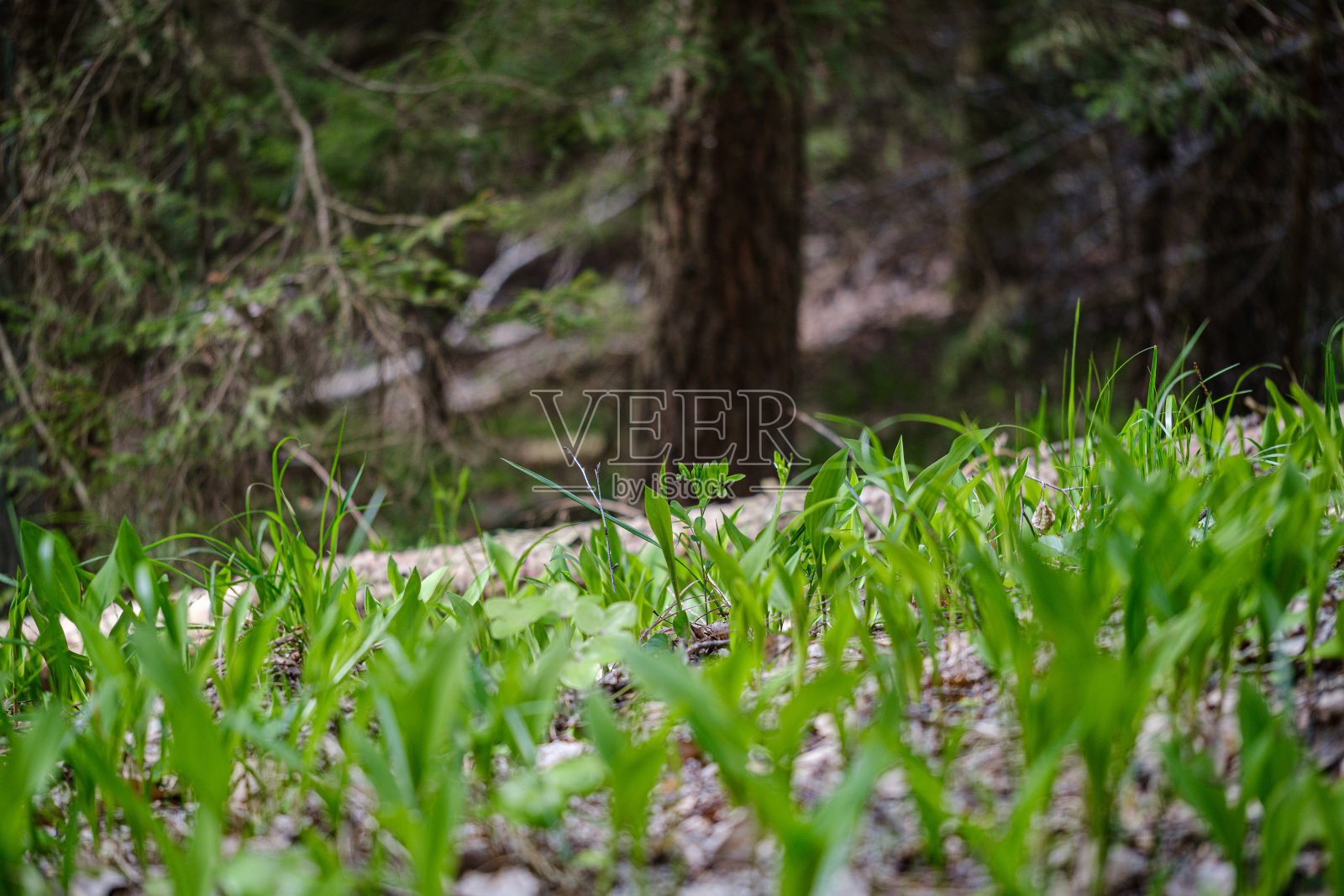第一个春天,绿草如茵的叶子从光秃秃的空地上绽放照片摄影图片