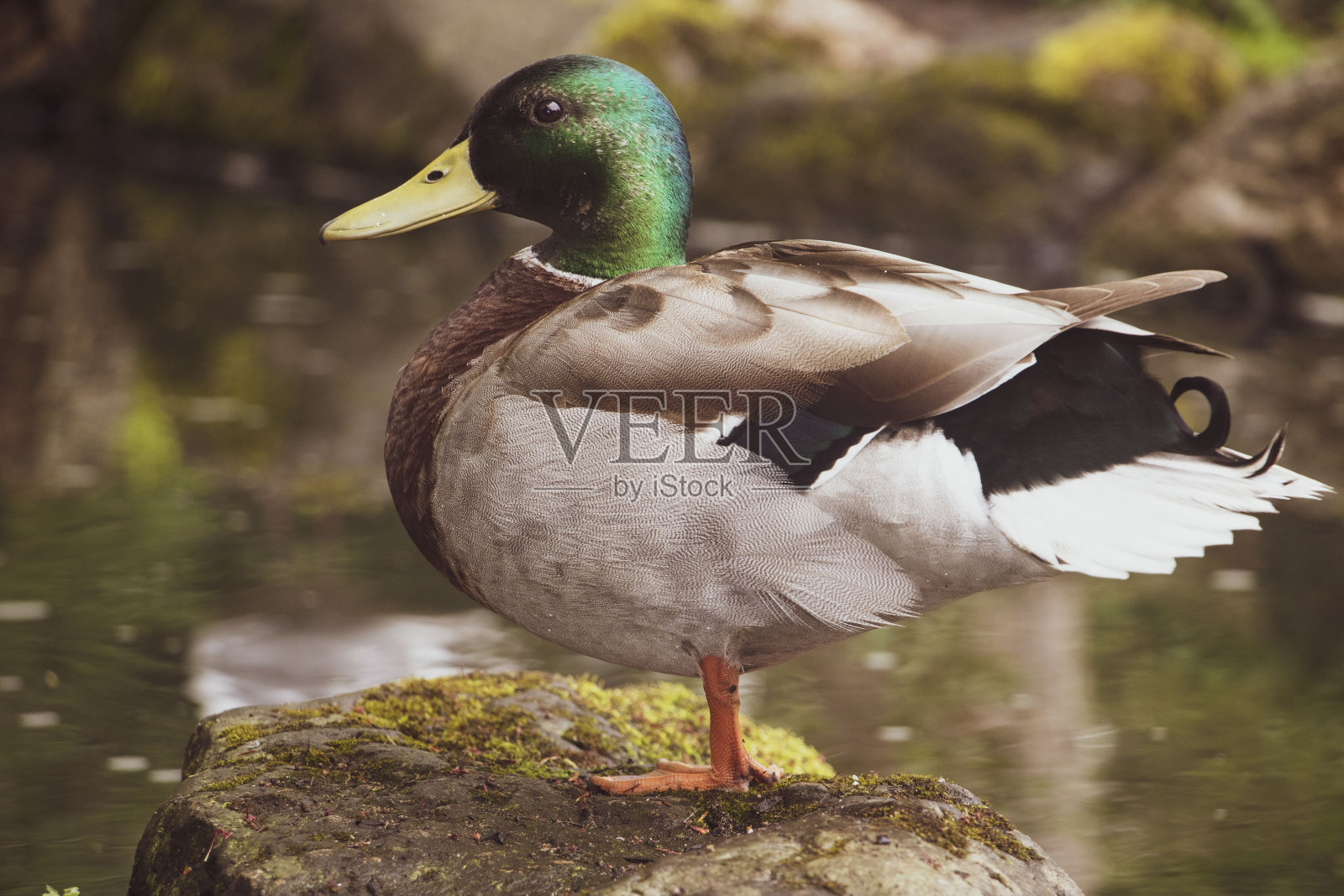 野鸭照片摄影图片