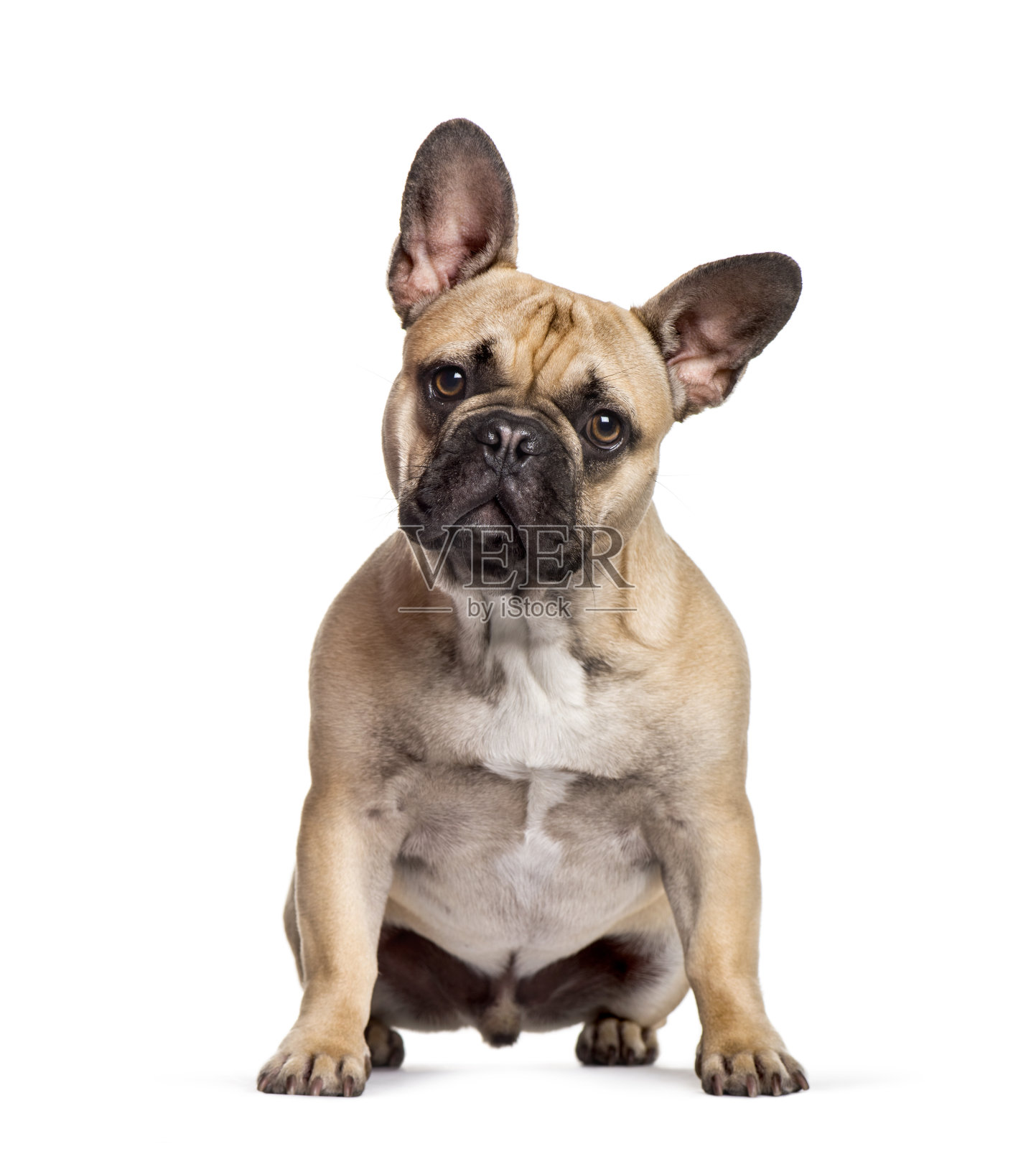 坐在白色背景的法国斗牛犬照片摄影图片