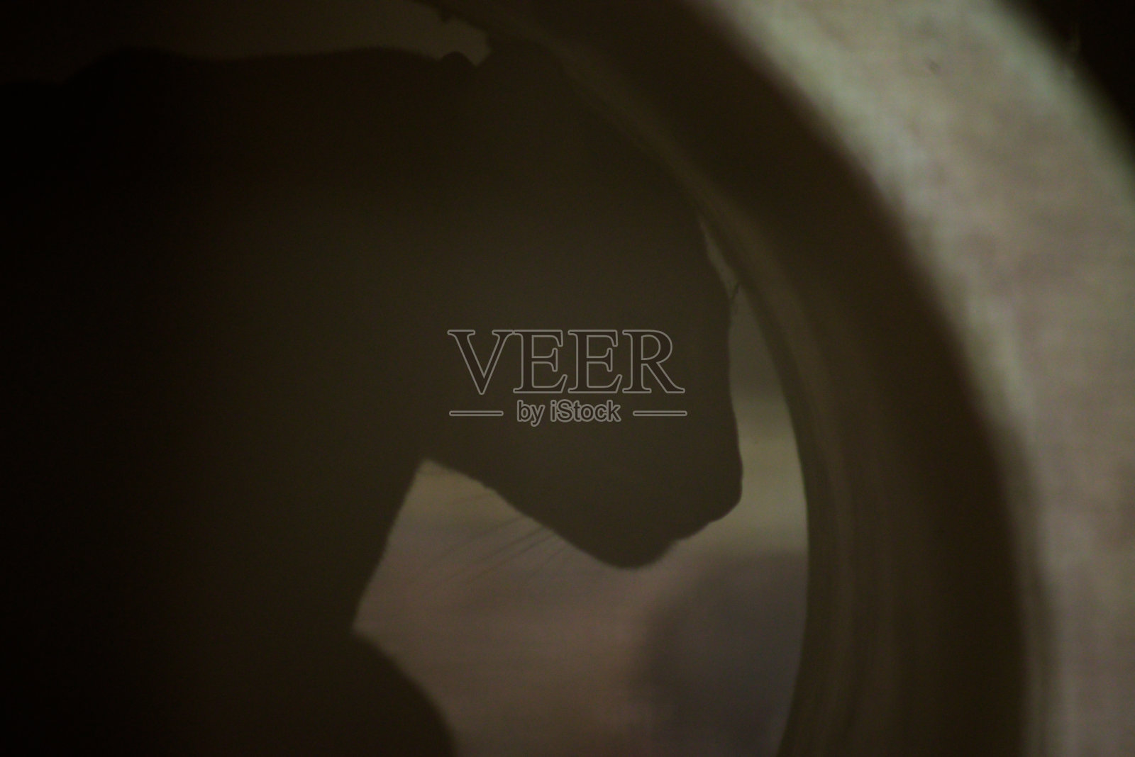 阳光长尾小鹦鹉照片摄影图片